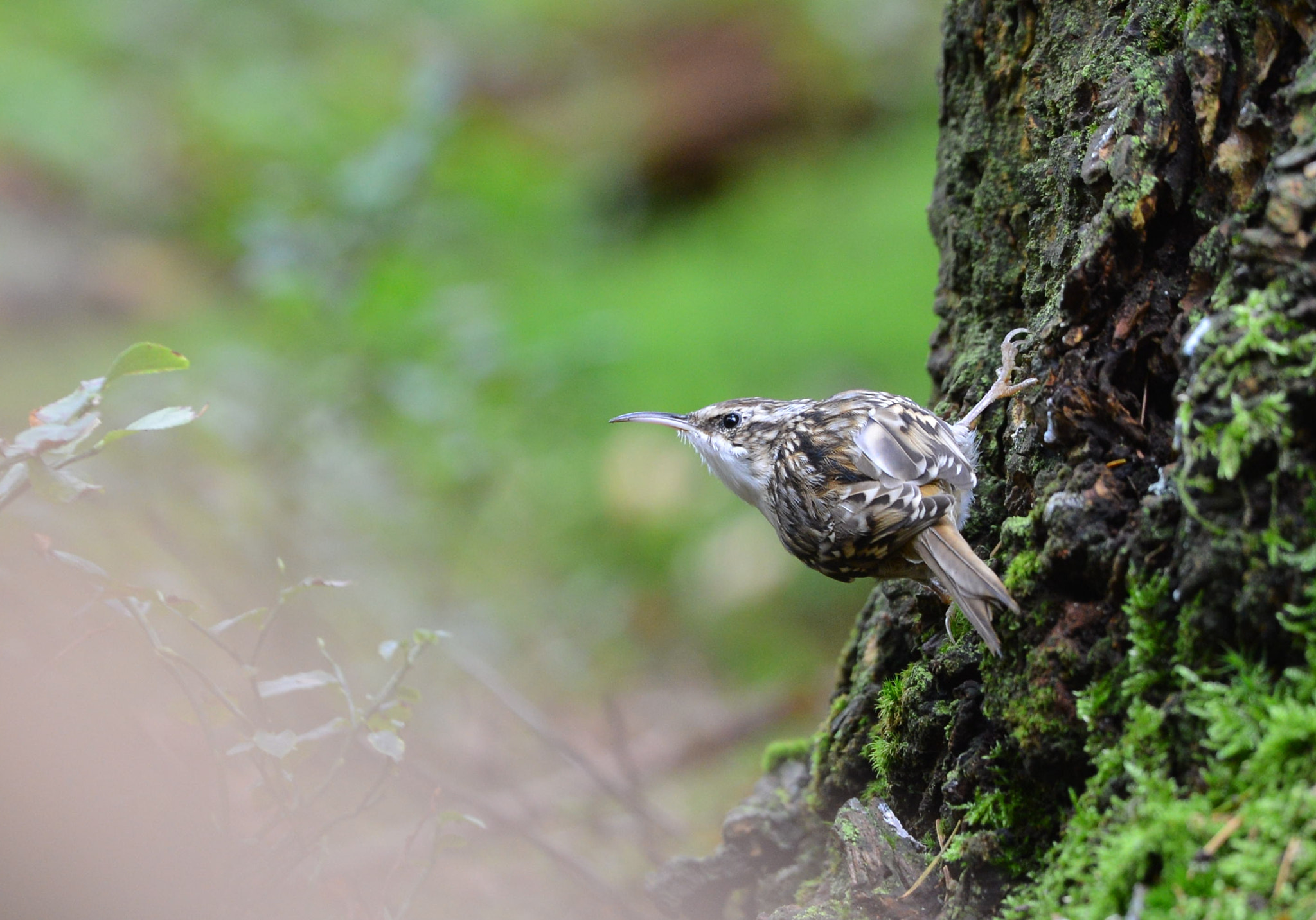 Nikon D600 + Nikon AF-S Nikkor 500mm F4G ED VR sample photo. Boomkruiper photography