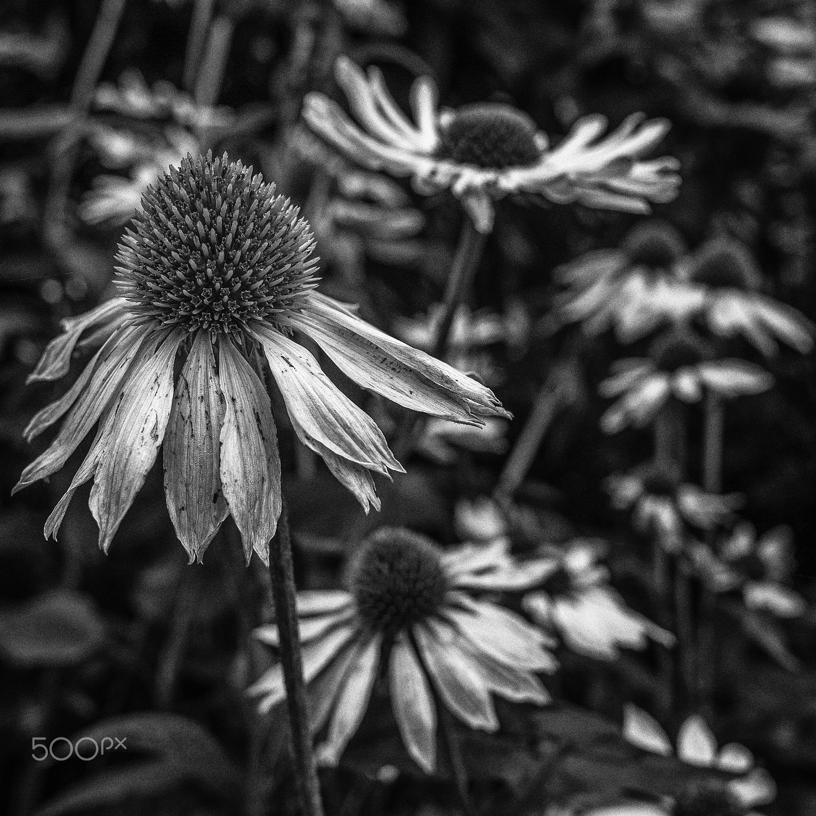 Panasonic Lumix DMC-GX85 (Lumix DMC-GX80 / Lumix DMC-GX7 Mark II) sample photo. Autumn flowers photography