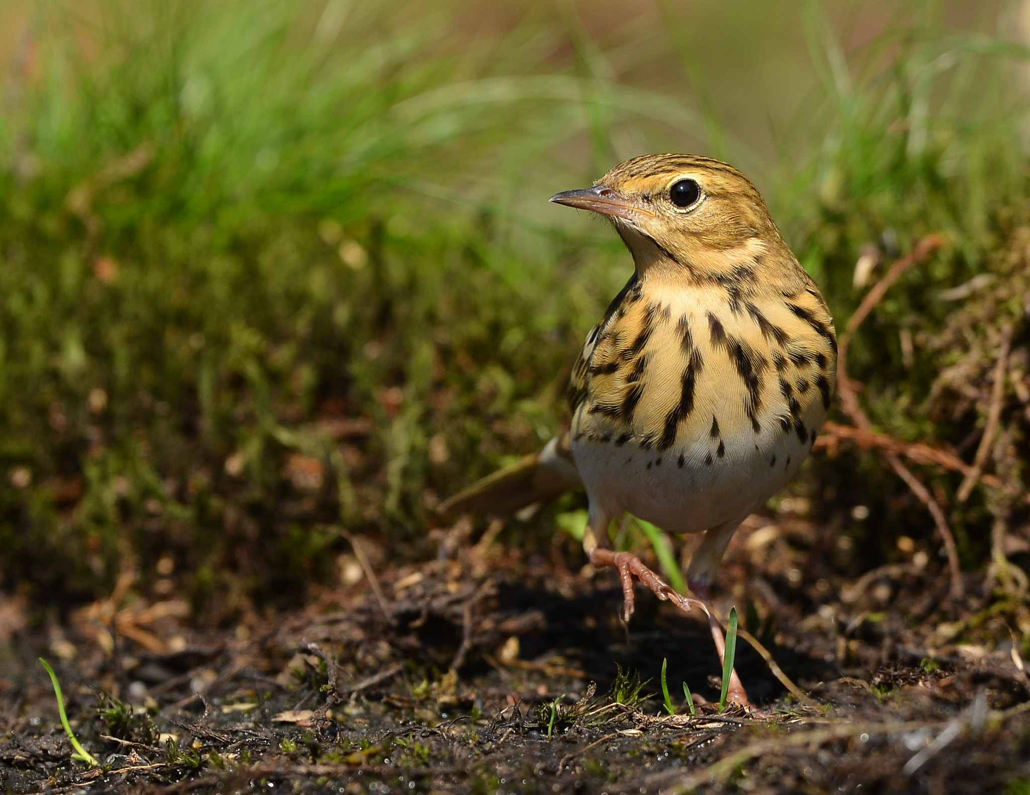 Nikon D600 + Nikon AF-S Nikkor 500mm F4G ED VR sample photo. Boompieper photography