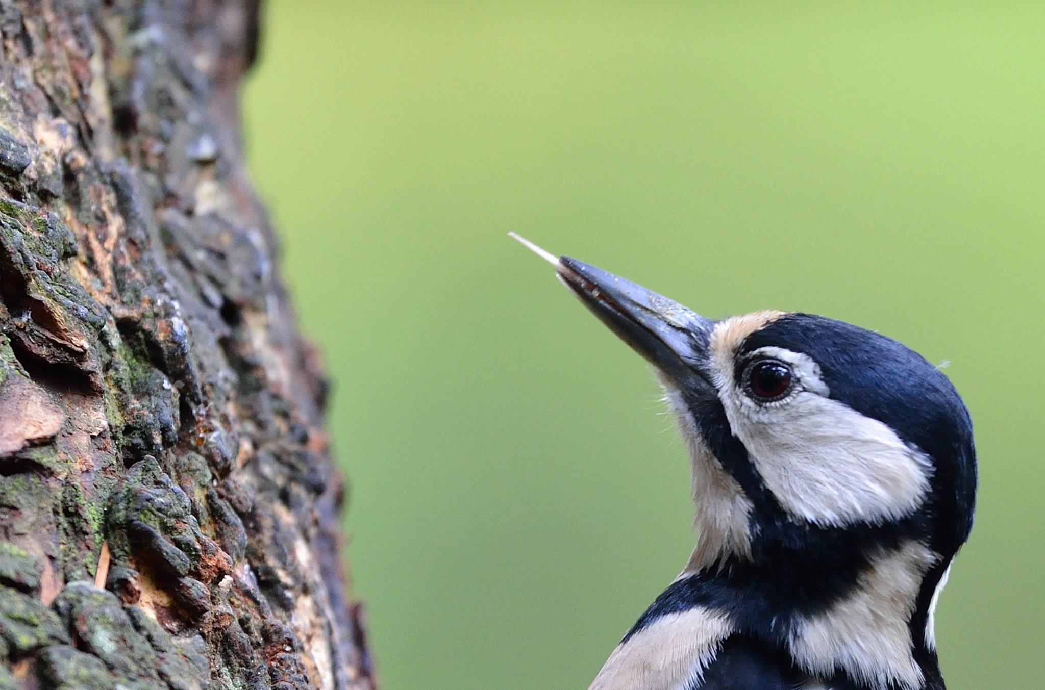 Nikon D600 + Nikon AF-S Nikkor 500mm F4G ED VR sample photo. Grote bonte specht photography