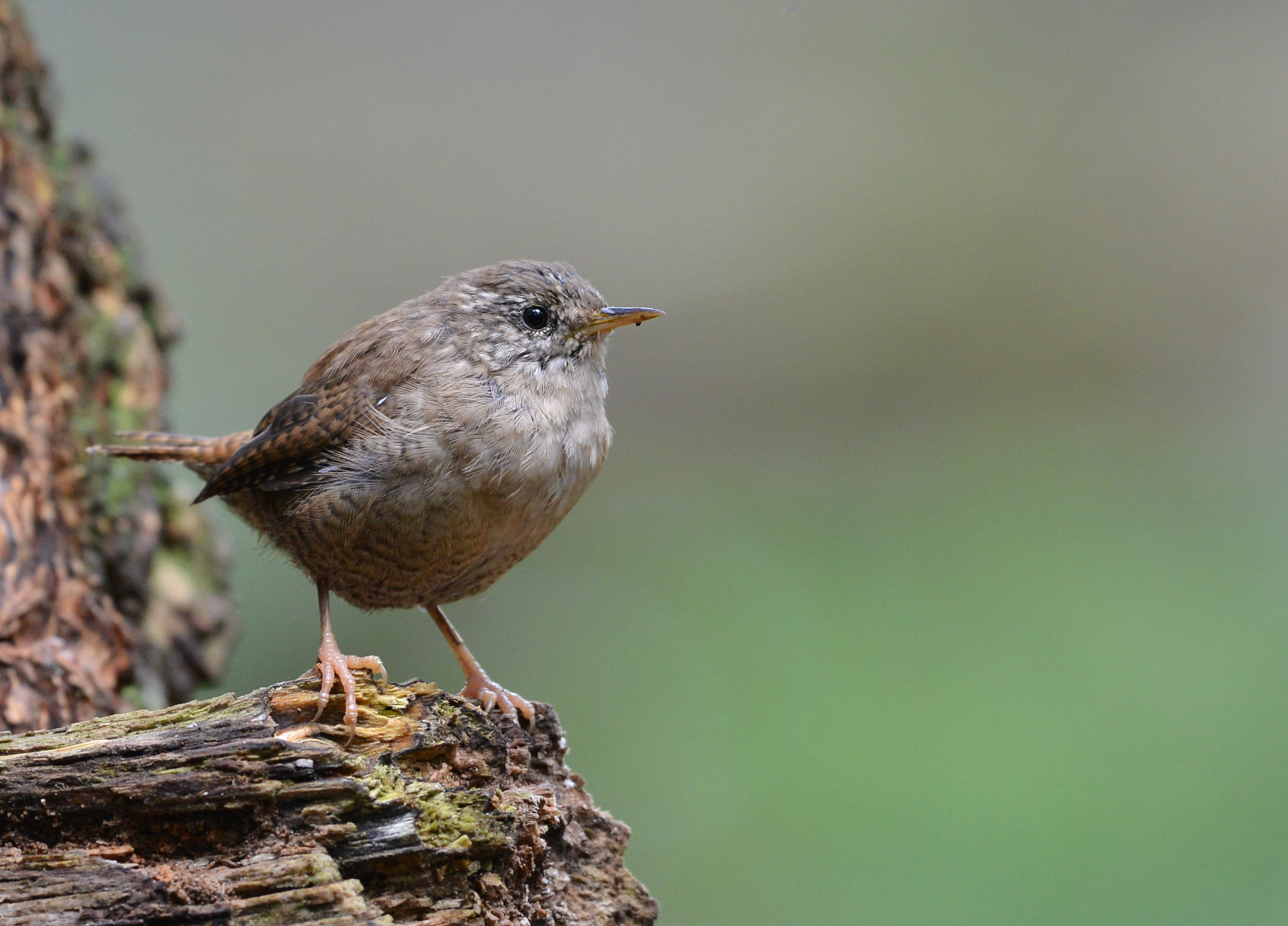 Nikon D600 + Nikon AF-S Nikkor 500mm F4G ED VR sample photo. Winterkoning photography