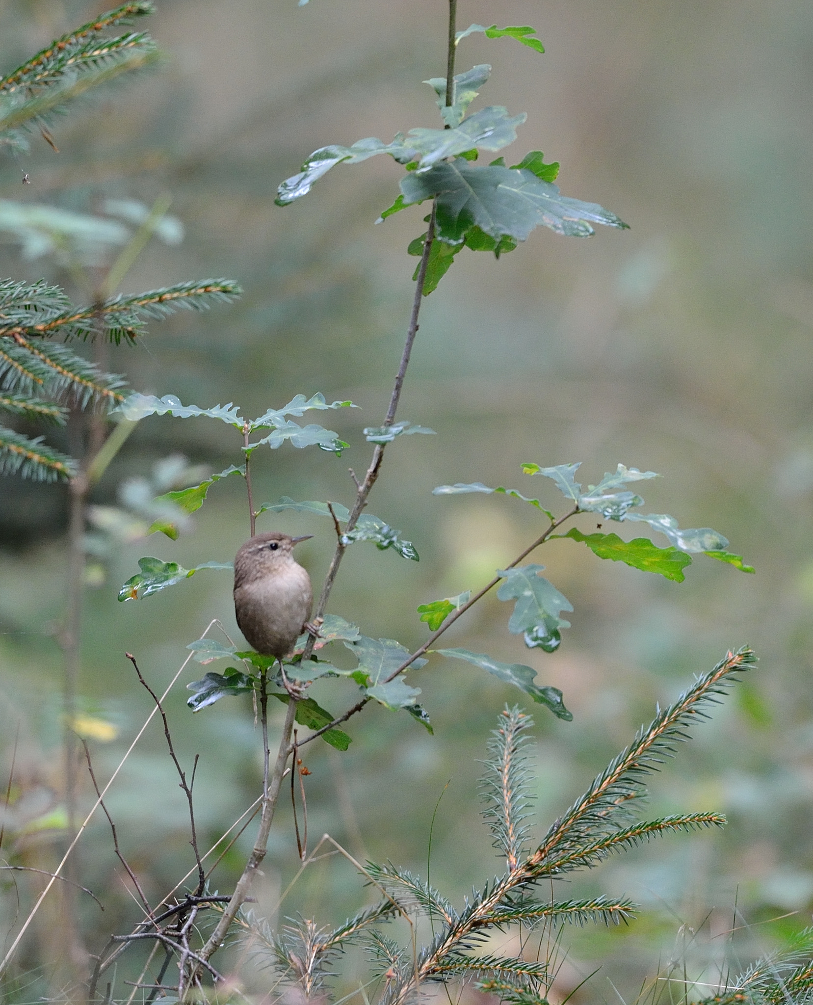 Nikon D600 + Nikon AF-S Nikkor 500mm F4G ED VR sample photo. Winterkoning photography