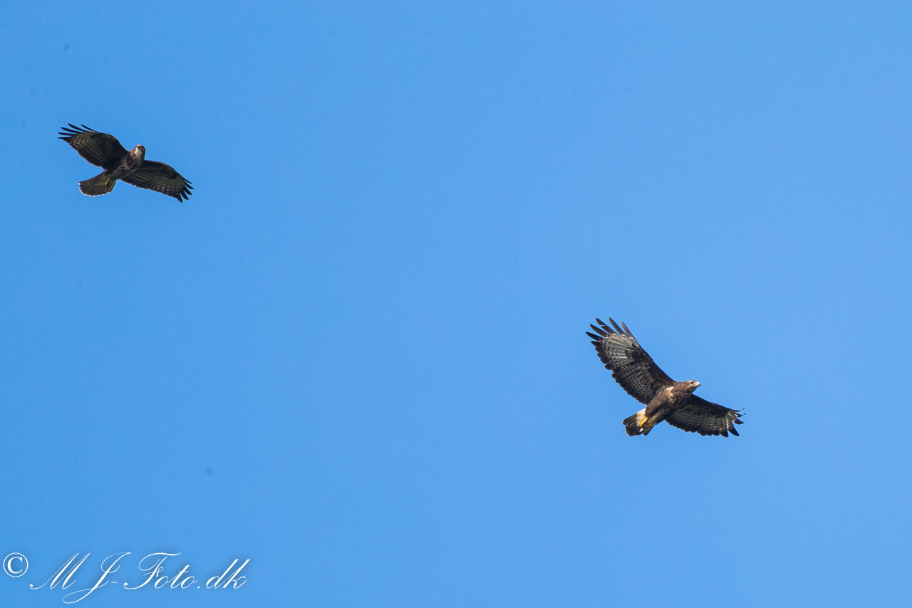 Sigma 150-600mm F5-6.3 DG OS HSM | C sample photo. Birds photography