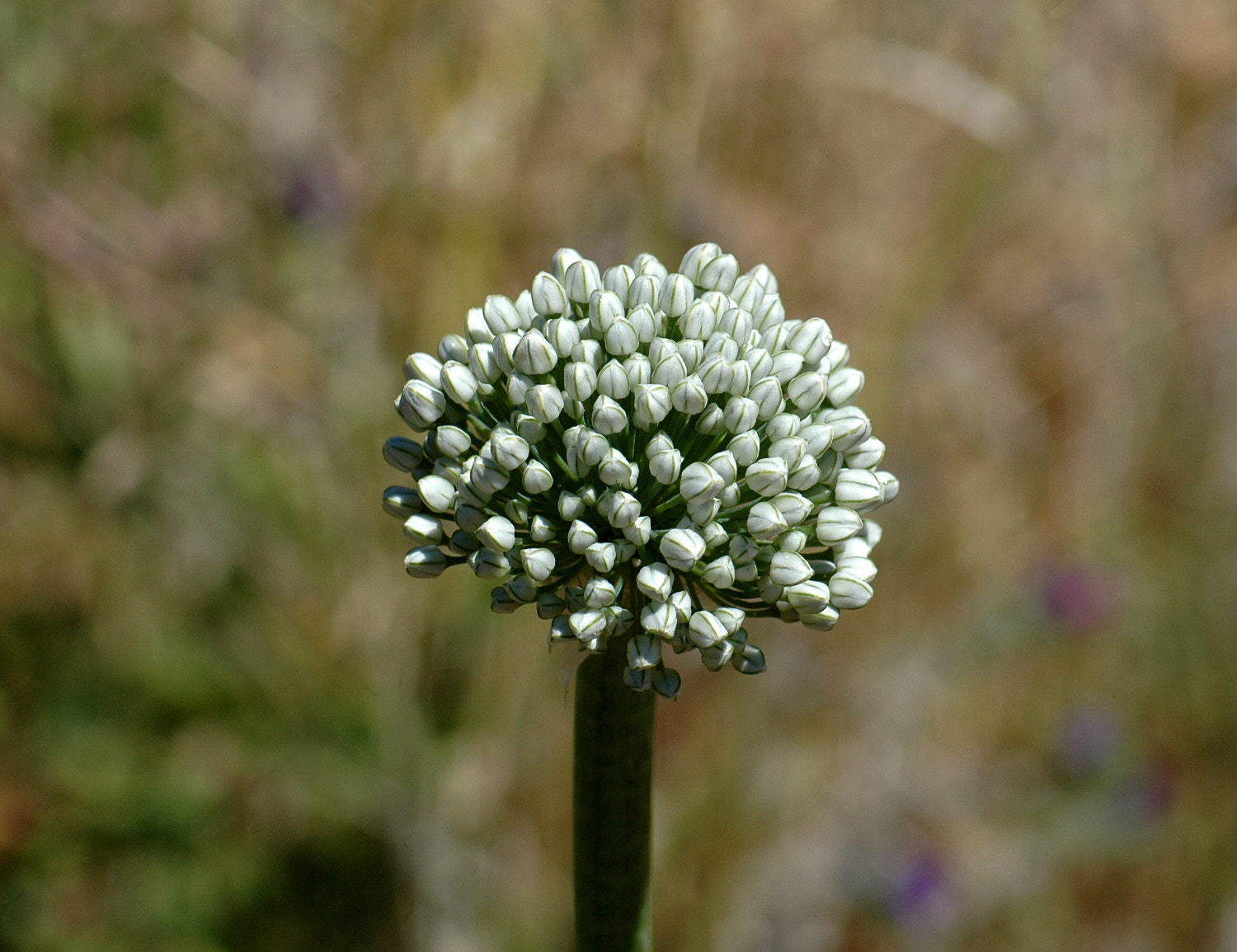 Sigma Macro 90mm F2.8 sample photo. A photography