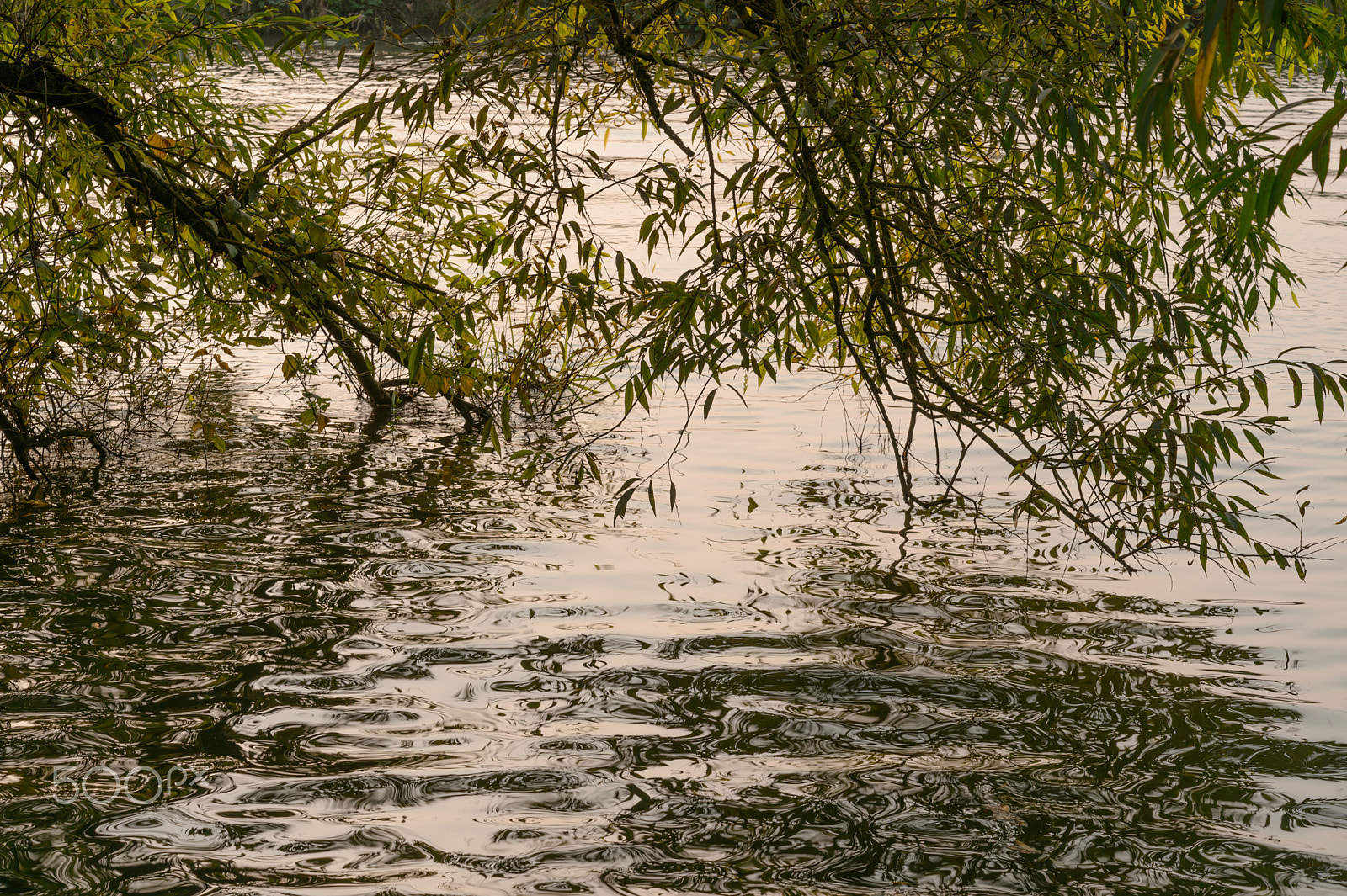 Nikon D4 sample photo. Multiple titles photography