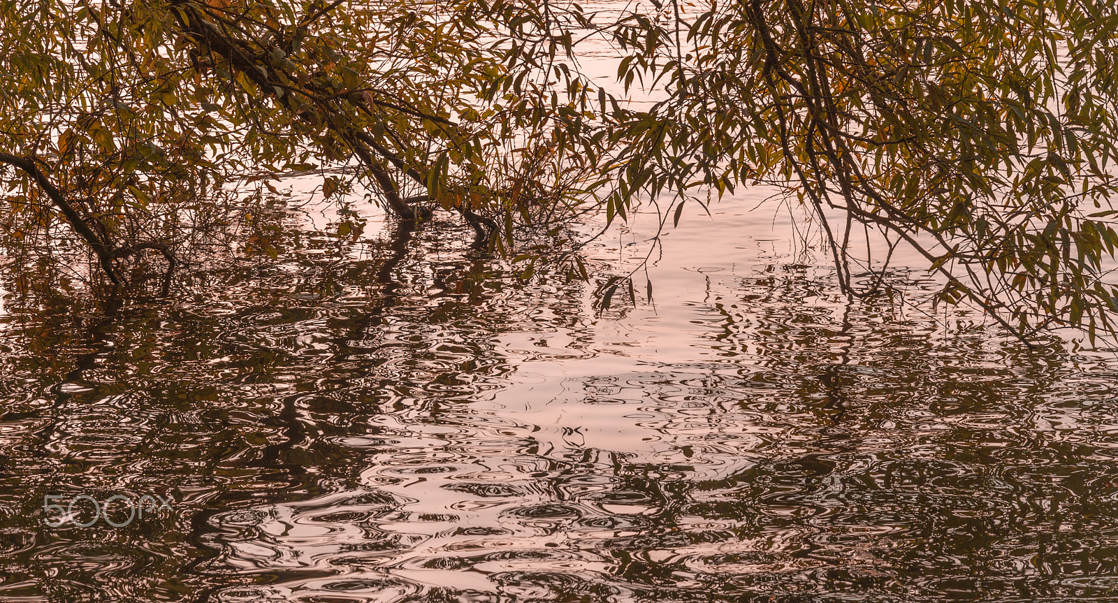 Nikon D4 sample photo. Multiple titles photography