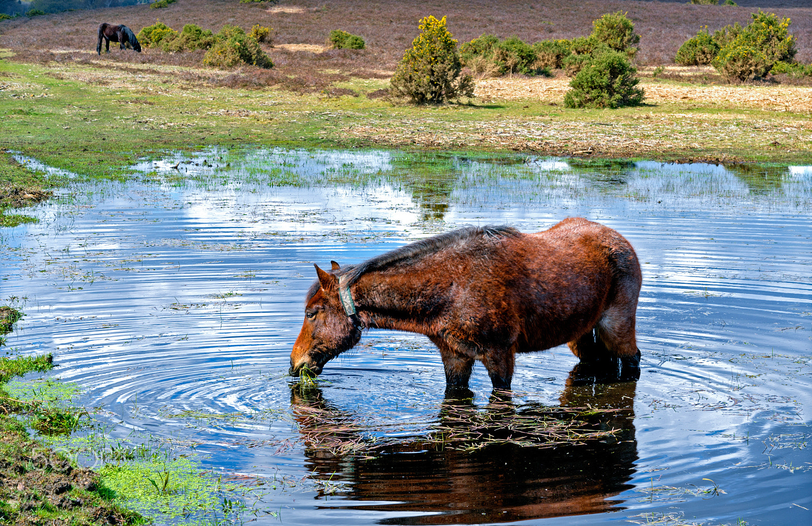 Nikon D4 sample photo. Multiple titles photography