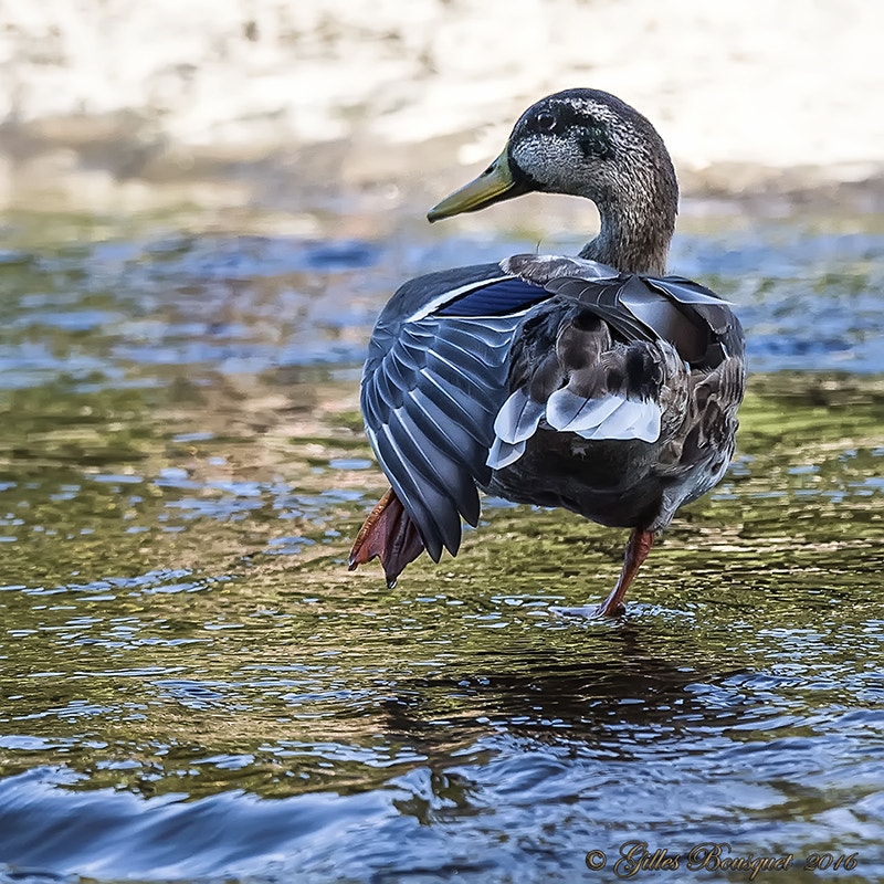 Nikon AF-S Nikkor 400mm F2.8G ED VR II sample photo. Colvert_juvenile photography