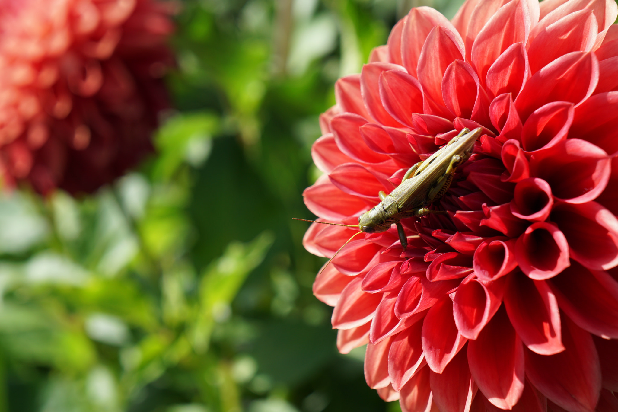 Sony E 18-55mm F3.5-5.6 OSS sample photo. Flower grasshopper photography