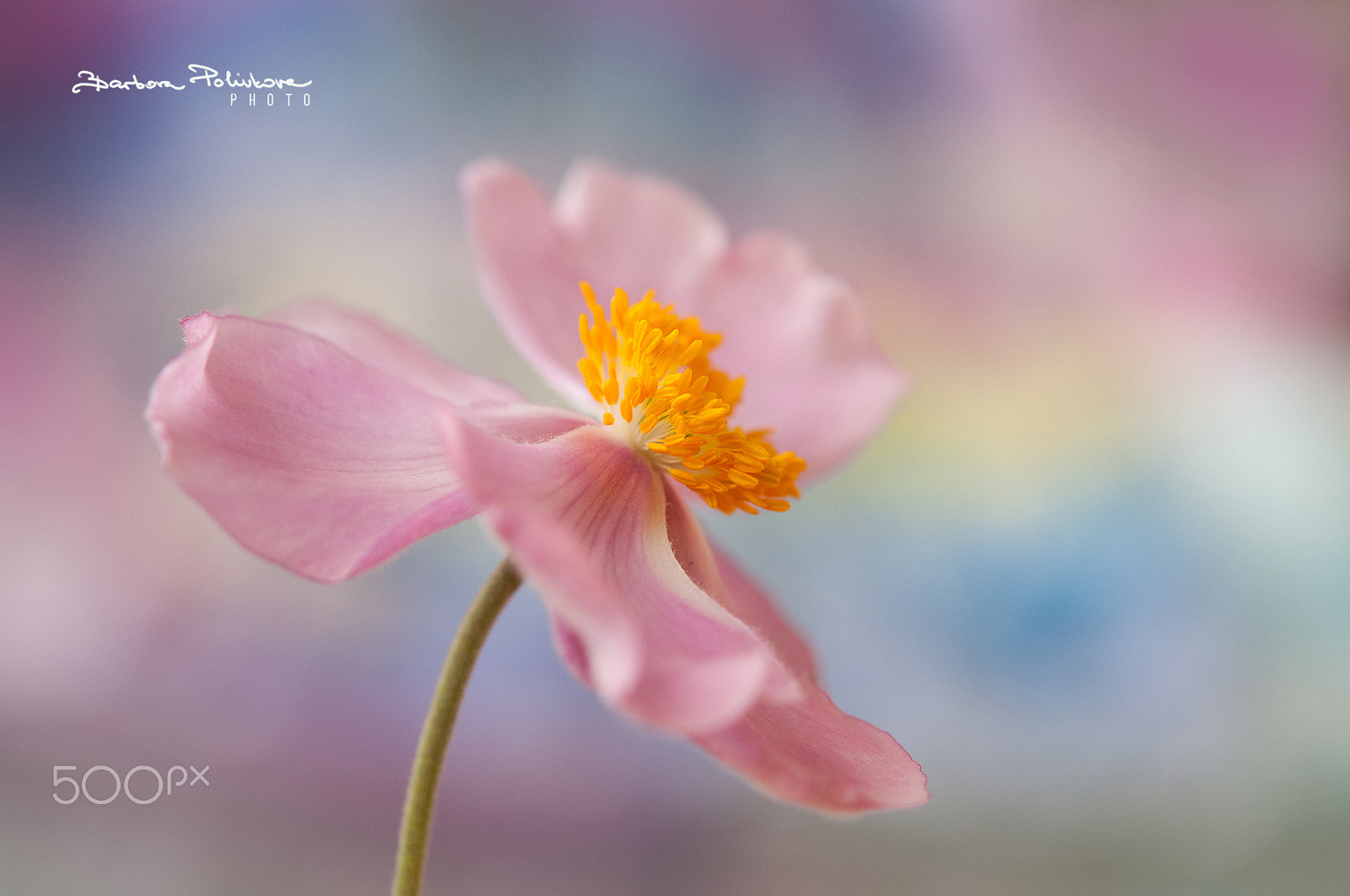 Nikon AF-S Micro-Nikkor 60mm F2.8G ED sample photo. Dancing beauty photography