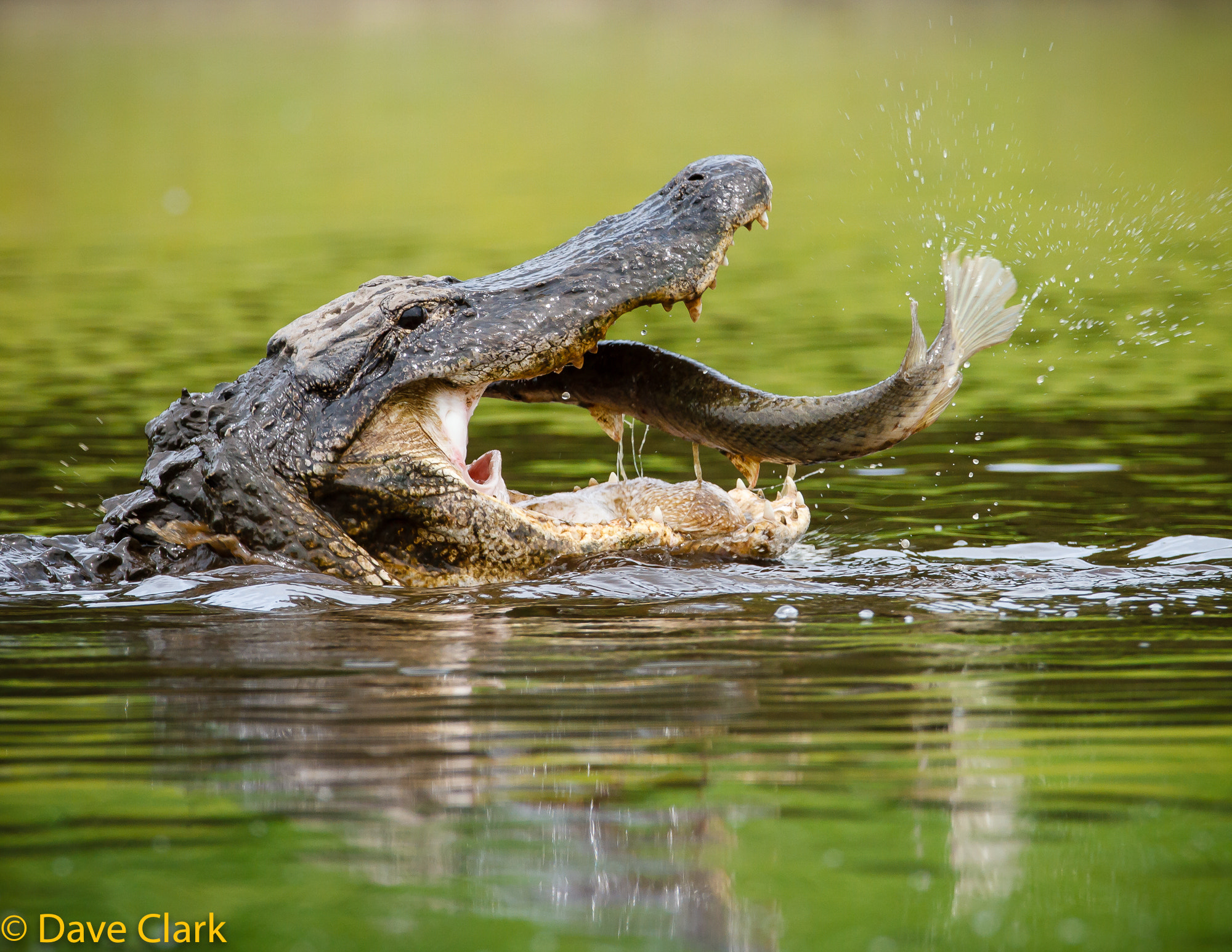 Canon EOS 7D + Canon EF 600mm f/4L IS sample photo. Gator with fish photography