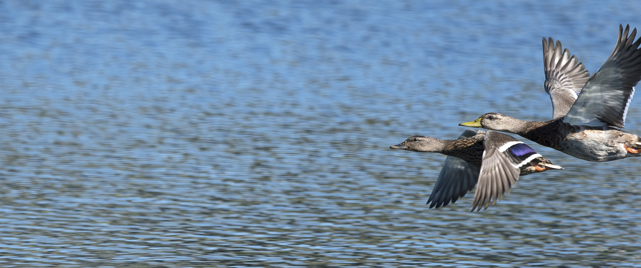 Nikon AF-S Nikkor 800mm F5.6E FL ED VR sample photo. Peaceful fly by photography