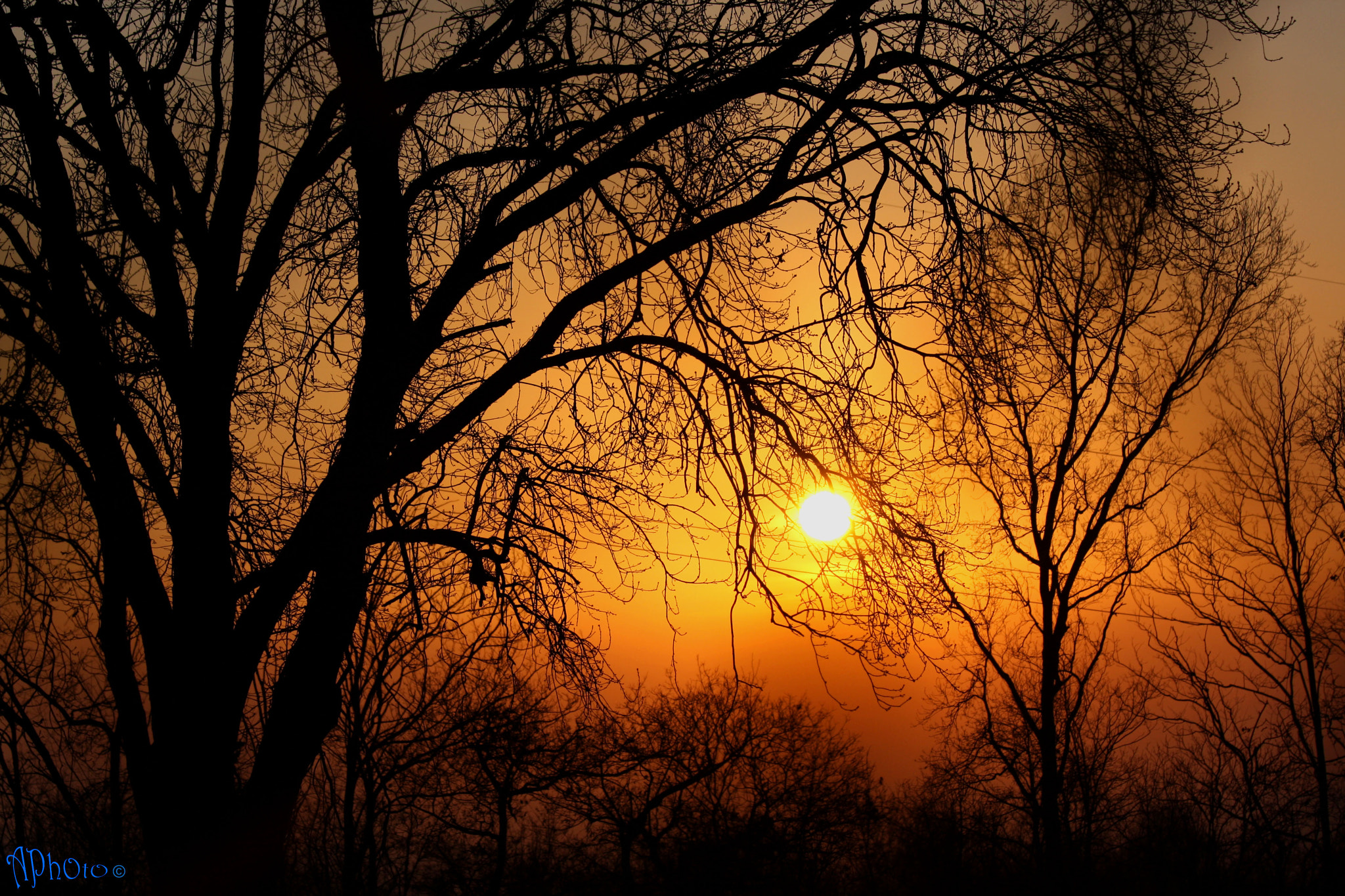 Canon EF 70-300mm F4-5.6 IS USM sample photo. Trees on fire photography