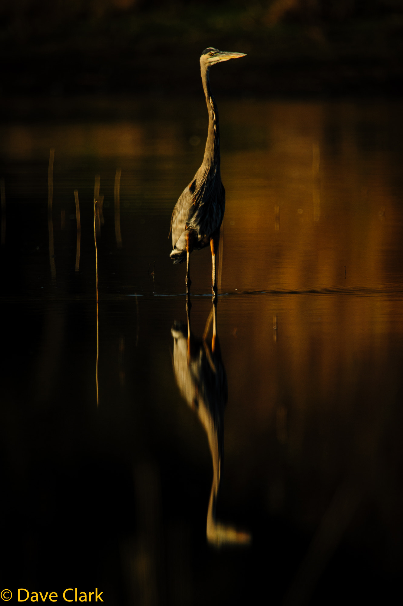 Nikon D700 + Nikon AF-S Nikkor 600mm F4G ED VR sample photo. Low key great blue heron photography