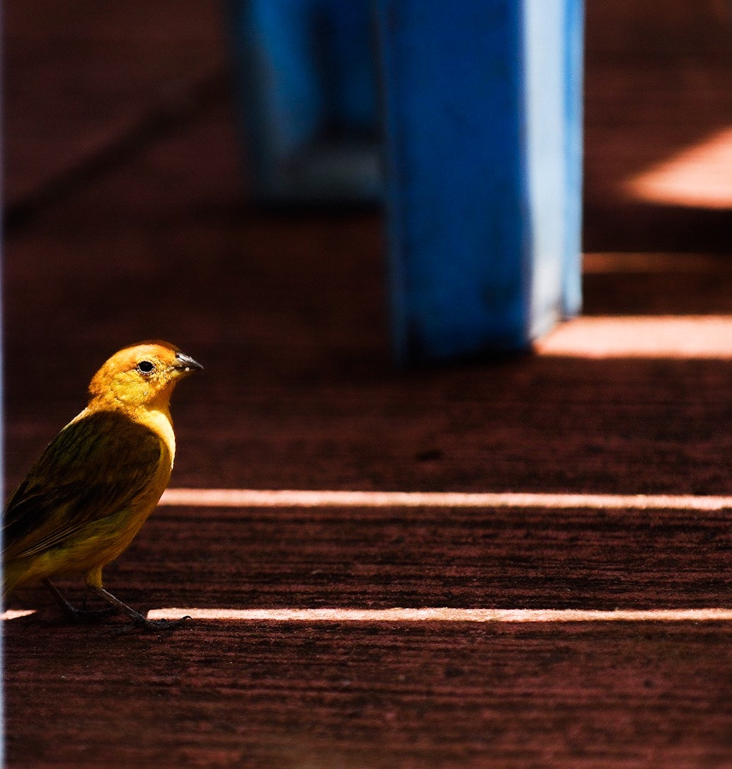 Nikon D200 sample photo. Bird looking for shadow. photography