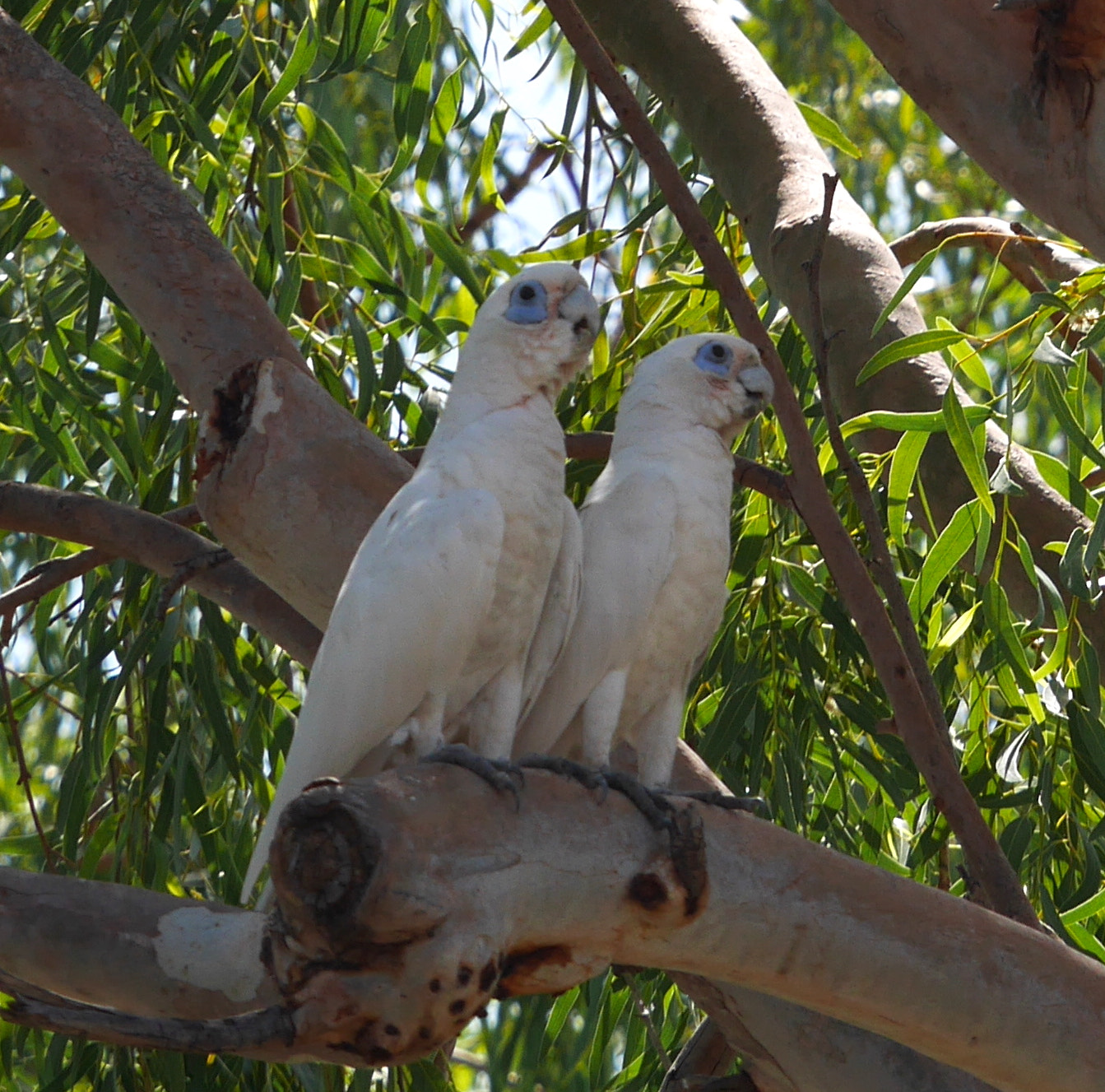 Panasonic Lumix DMC-GX7 sample photo. Galah pair at jabiru photography