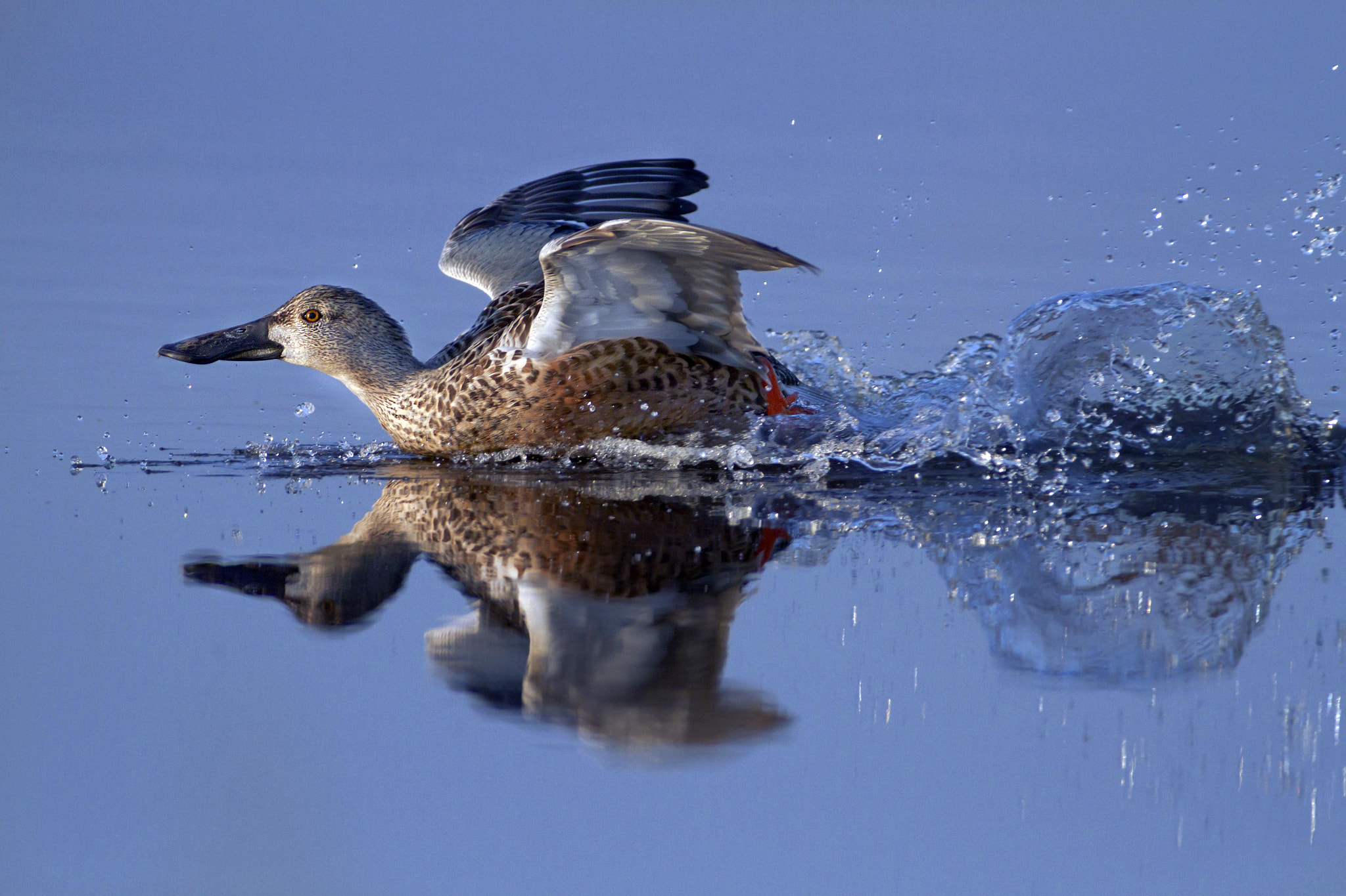 Canon EF 300mm f/2.8L + 2x sample photo. Share cropper photography