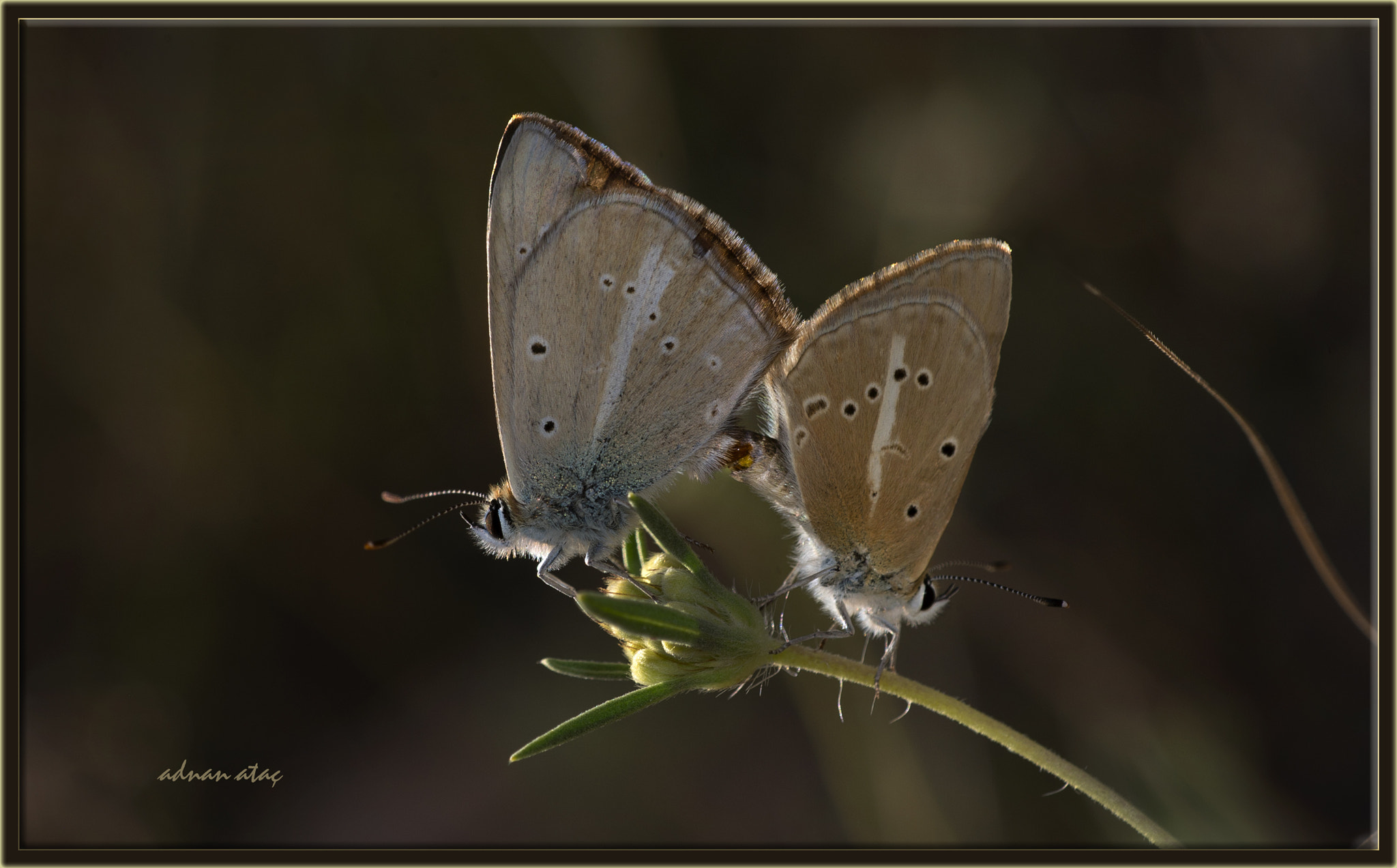Nikon D4 sample photo. Çokgözlü anadolu beyazı - turkish furry blue - polyommatus menalcas photography
