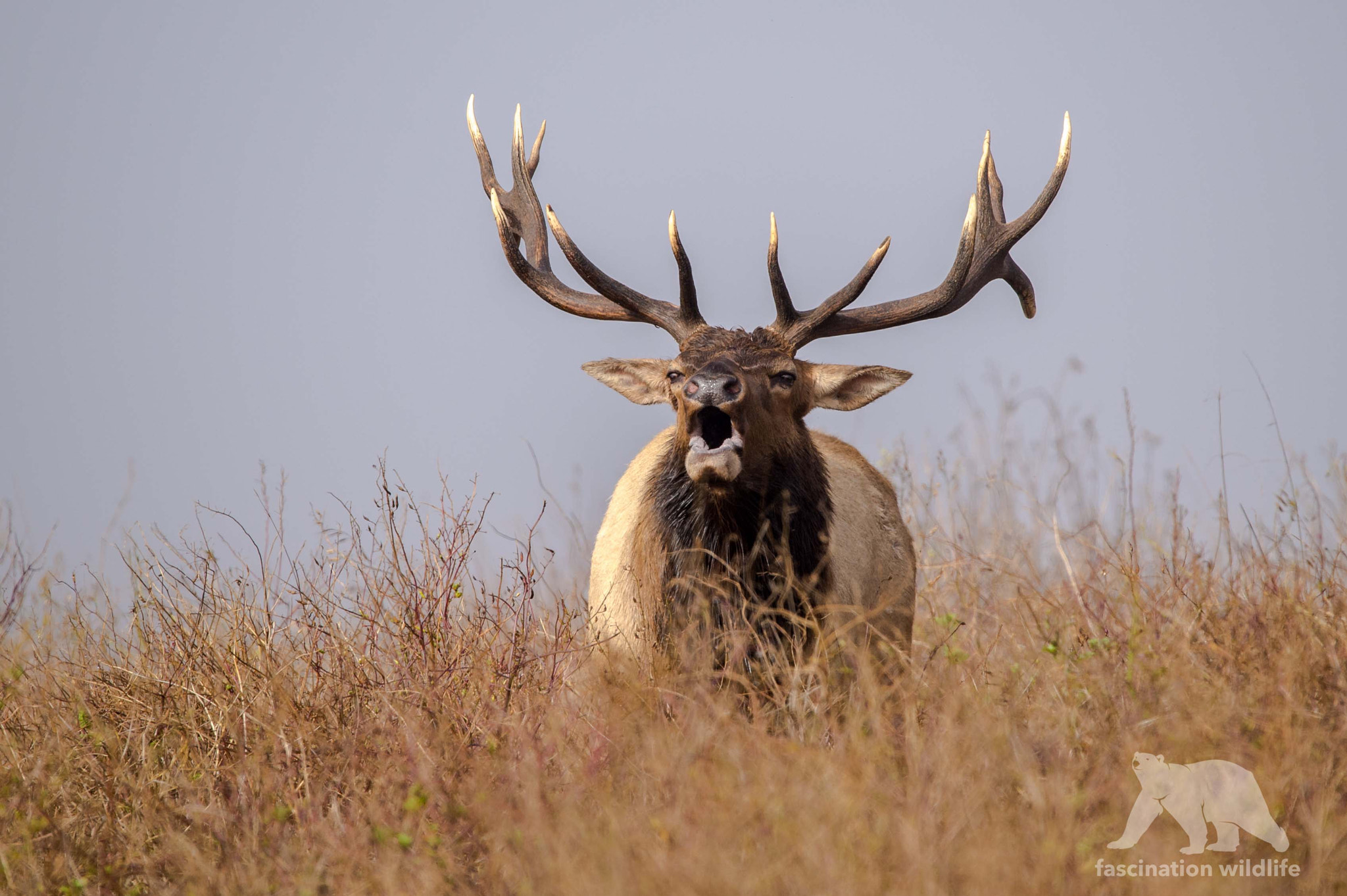 Sigma 150-600mm F5-6.3 DG OS HSM | S sample photo. Buggling tule elk bull photography