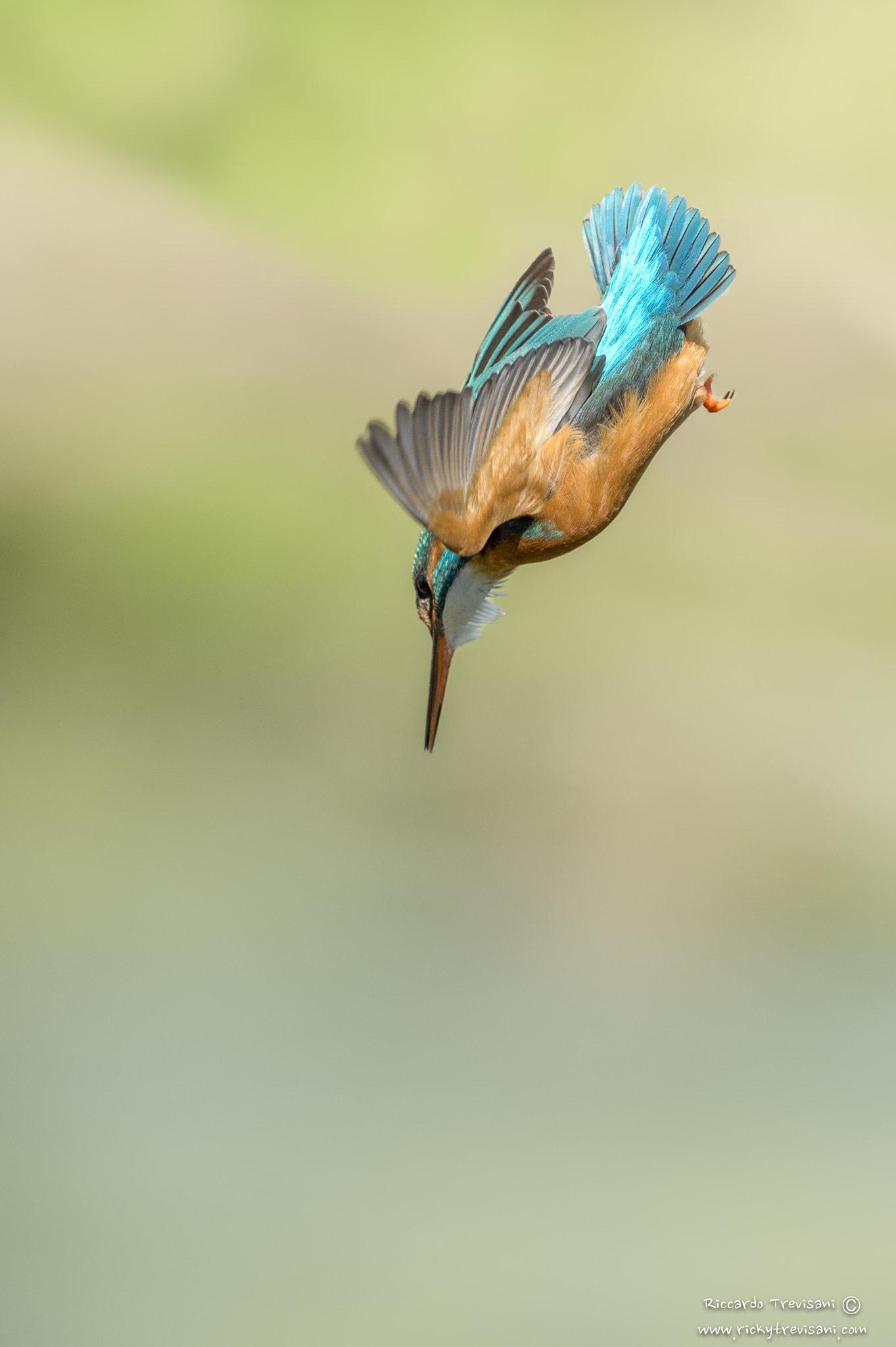 Nikon AF-S Nikkor 300mm F2.8G ED VR II sample photo. Kingfisher photography