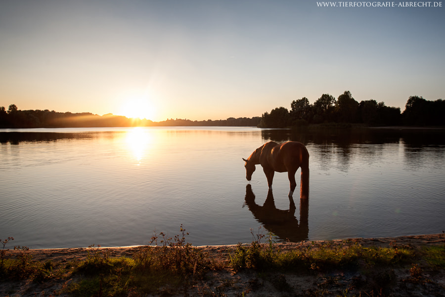 Canon EOS-1D Mark III sample photo. Calm photography