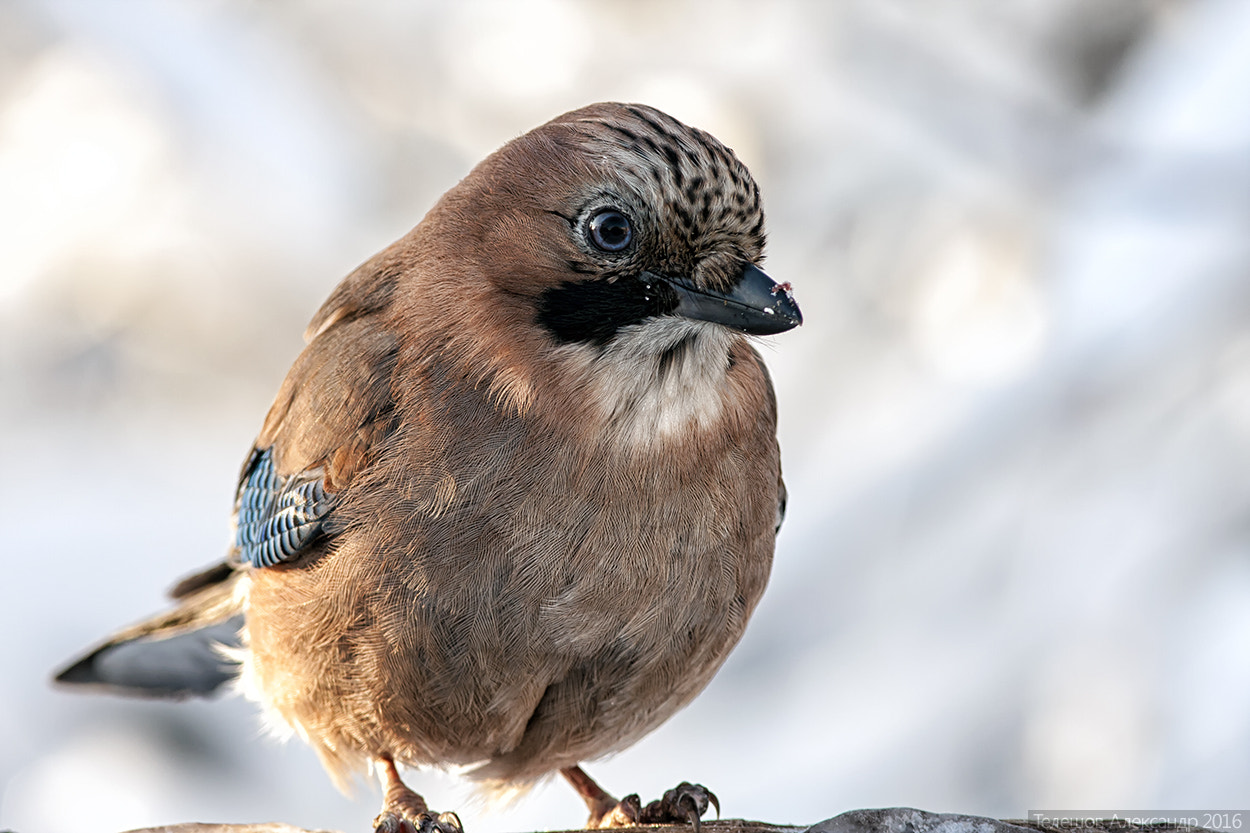 Canon EOS 40D + Canon EF 300mm F4L IS USM sample photo. Eurasian jay photography