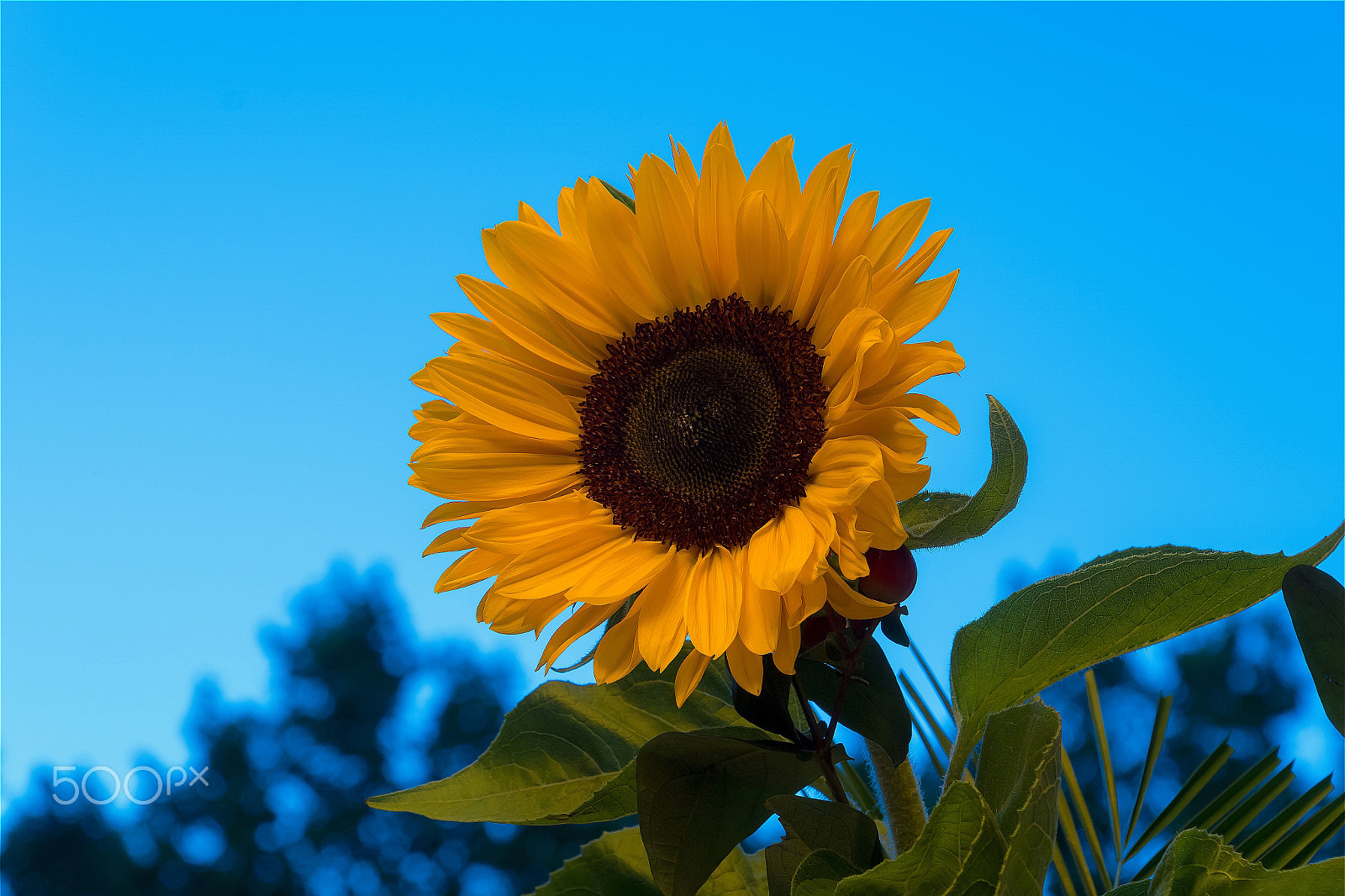 Sony DT 16-105mm F3.5-5.6 sample photo. Sunflower / girasol photography