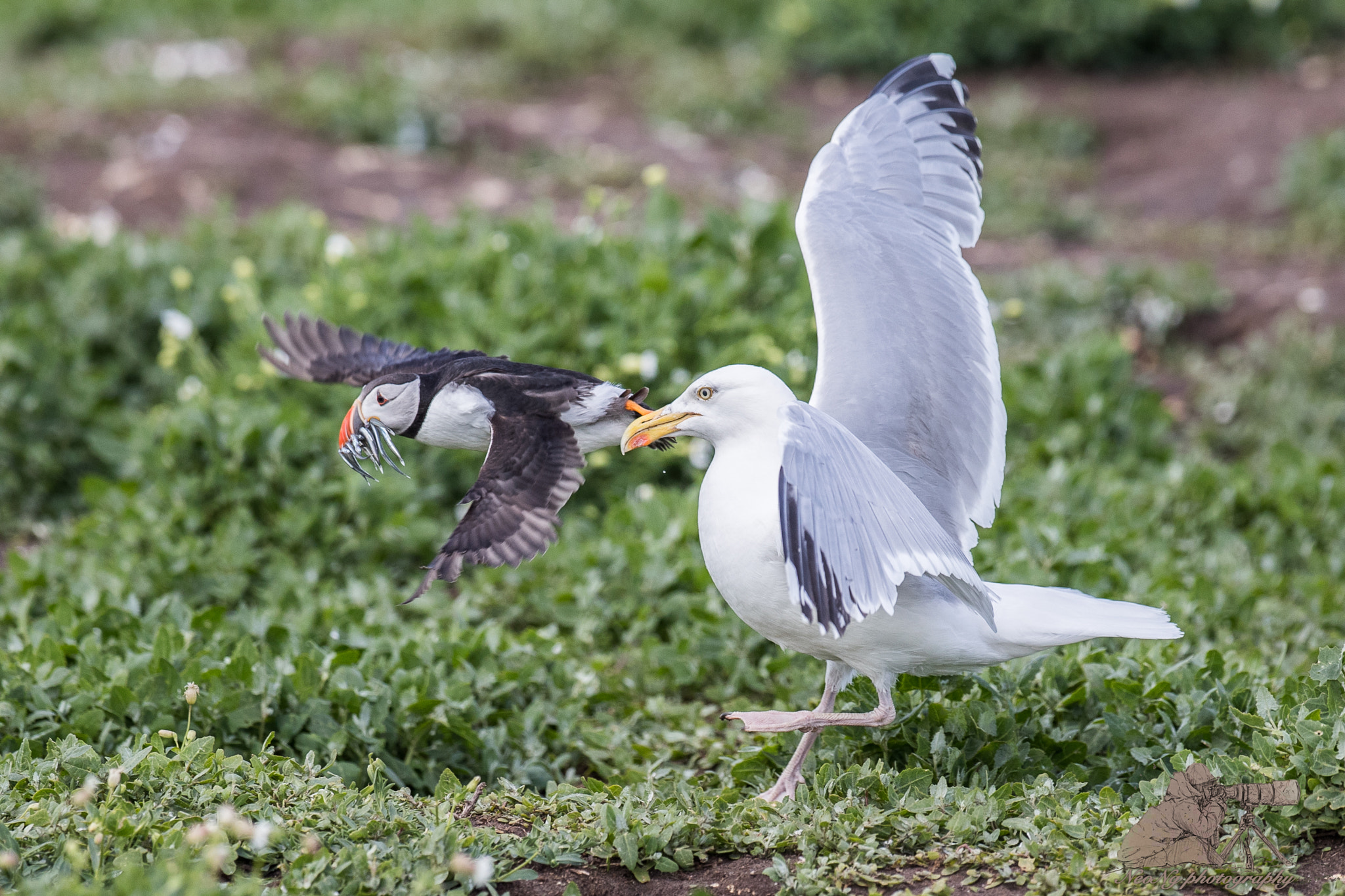 Canon EF 300mm F2.8L IS II USM sample photo. Neo_3285-2.jpg photography