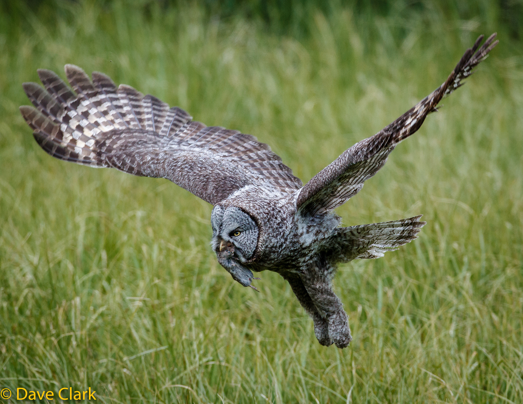 Canon EOS-1D Mark IV sample photo. Great gary owl photography