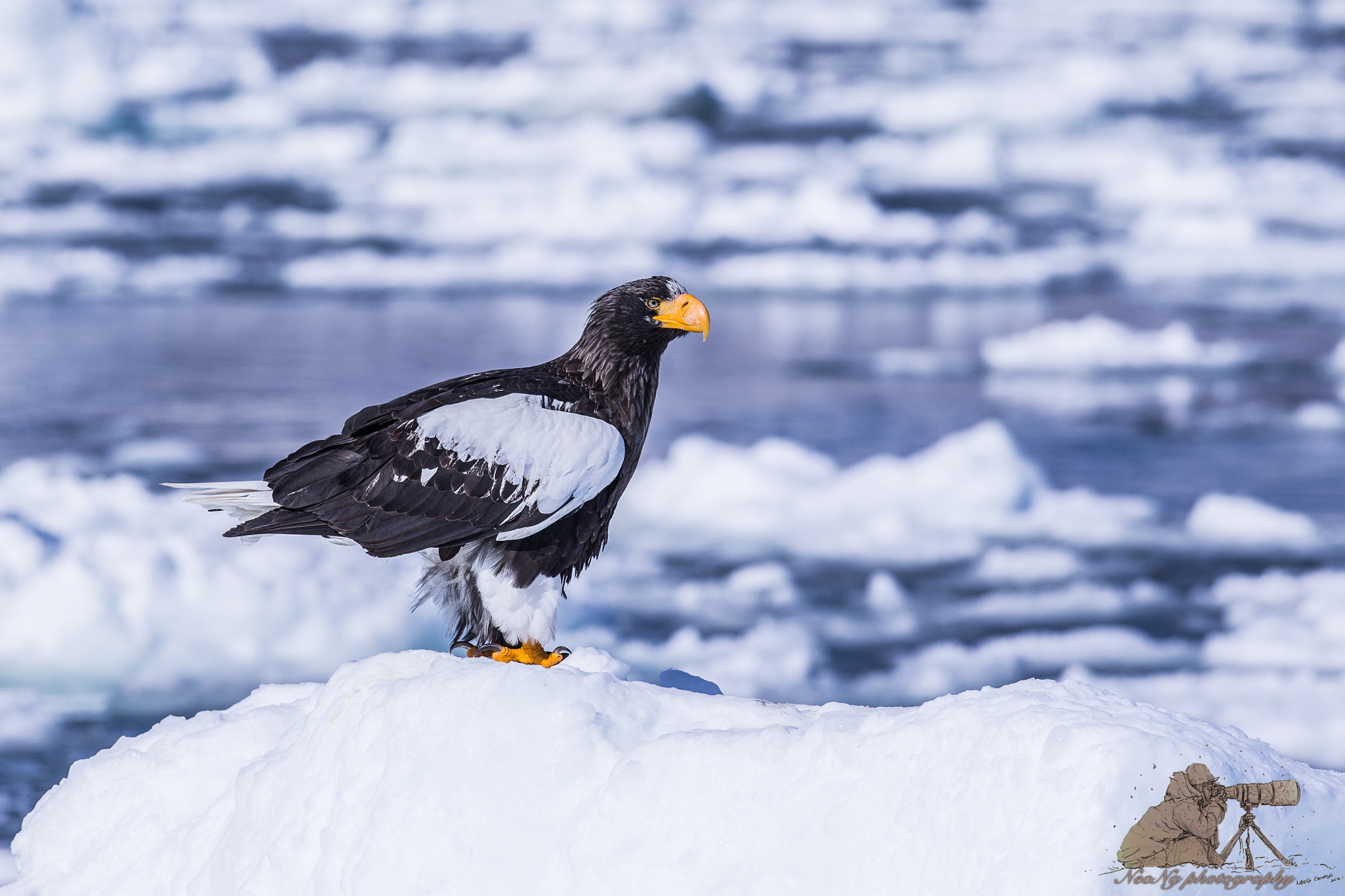 Canon EOS-1D X + Canon EF 300mm F2.8L IS II USM sample photo. Neo photography