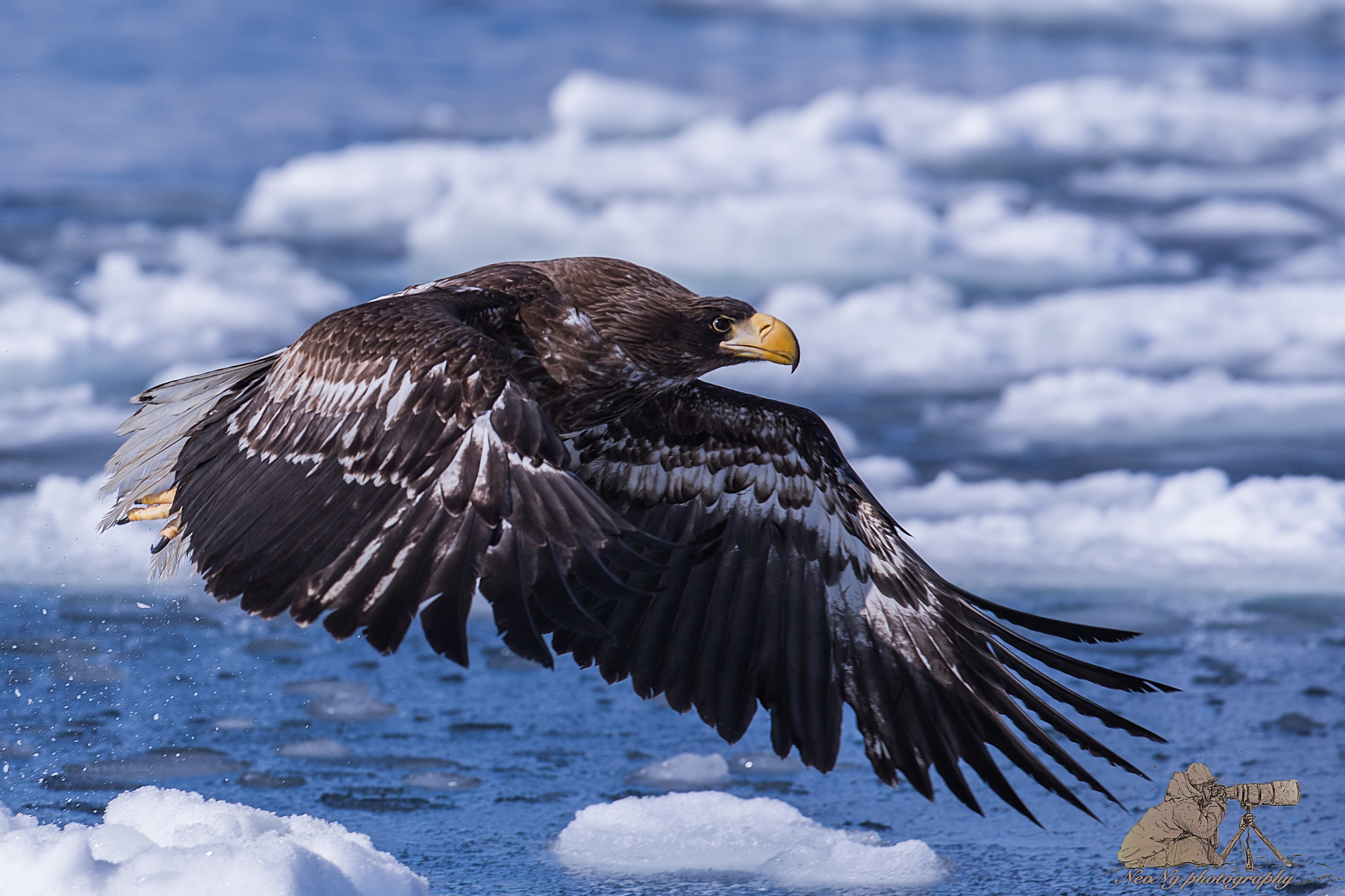 Canon EF 300mm F2.8L IS II USM sample photo. Filtered photography