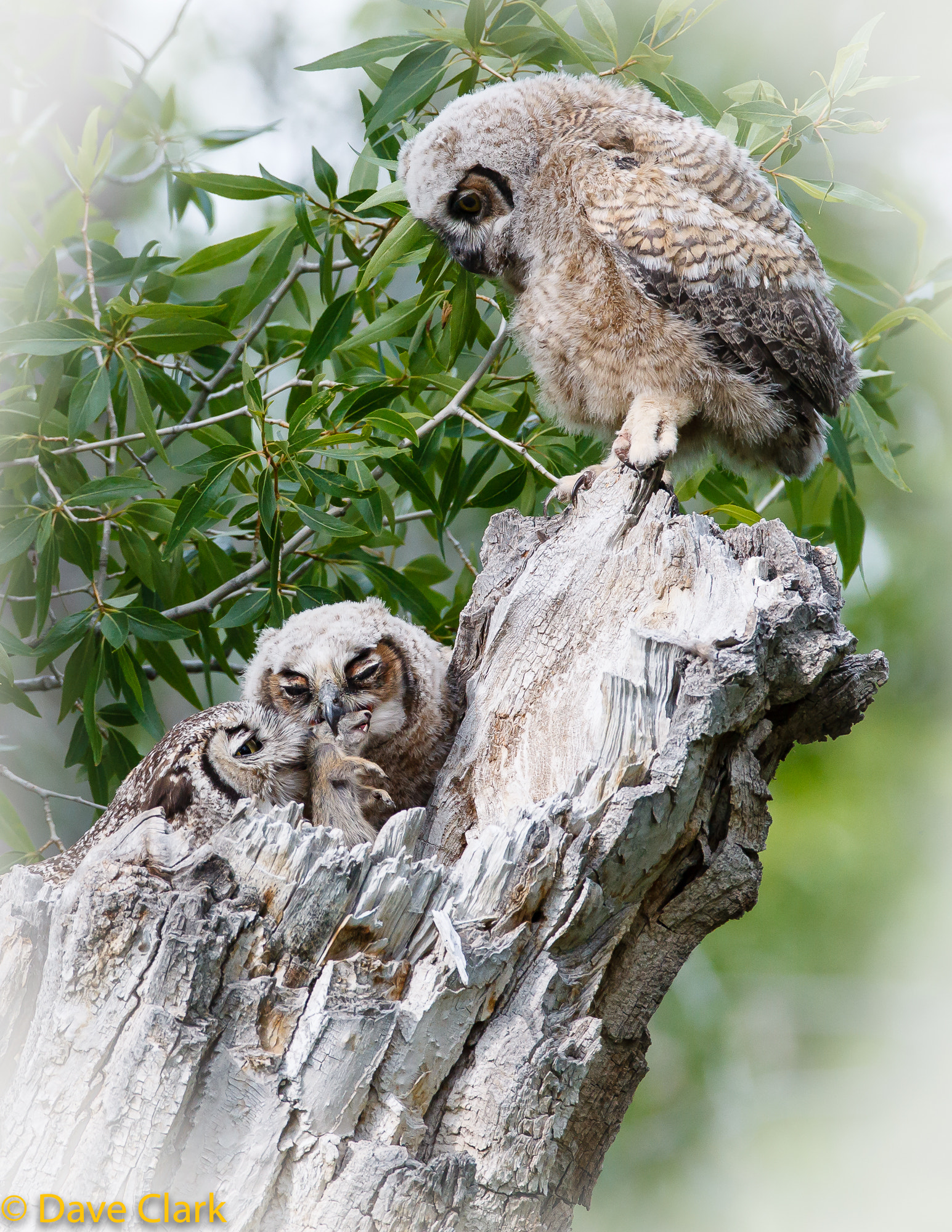 Canon EF 600mm f/4L IS sample photo. Mom don't forget me photography