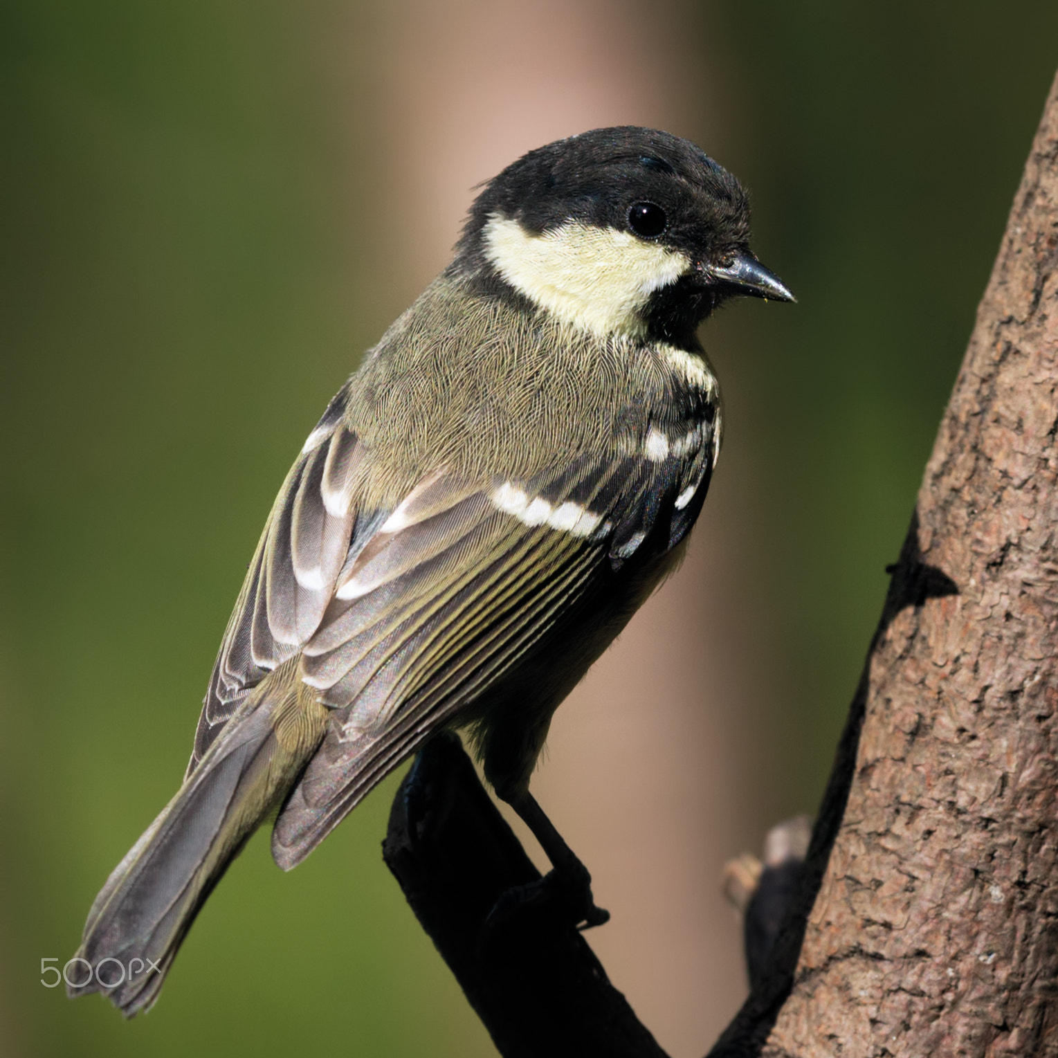 Canon EF 500mm F4L IS II USM sample photo. Gt close up photography