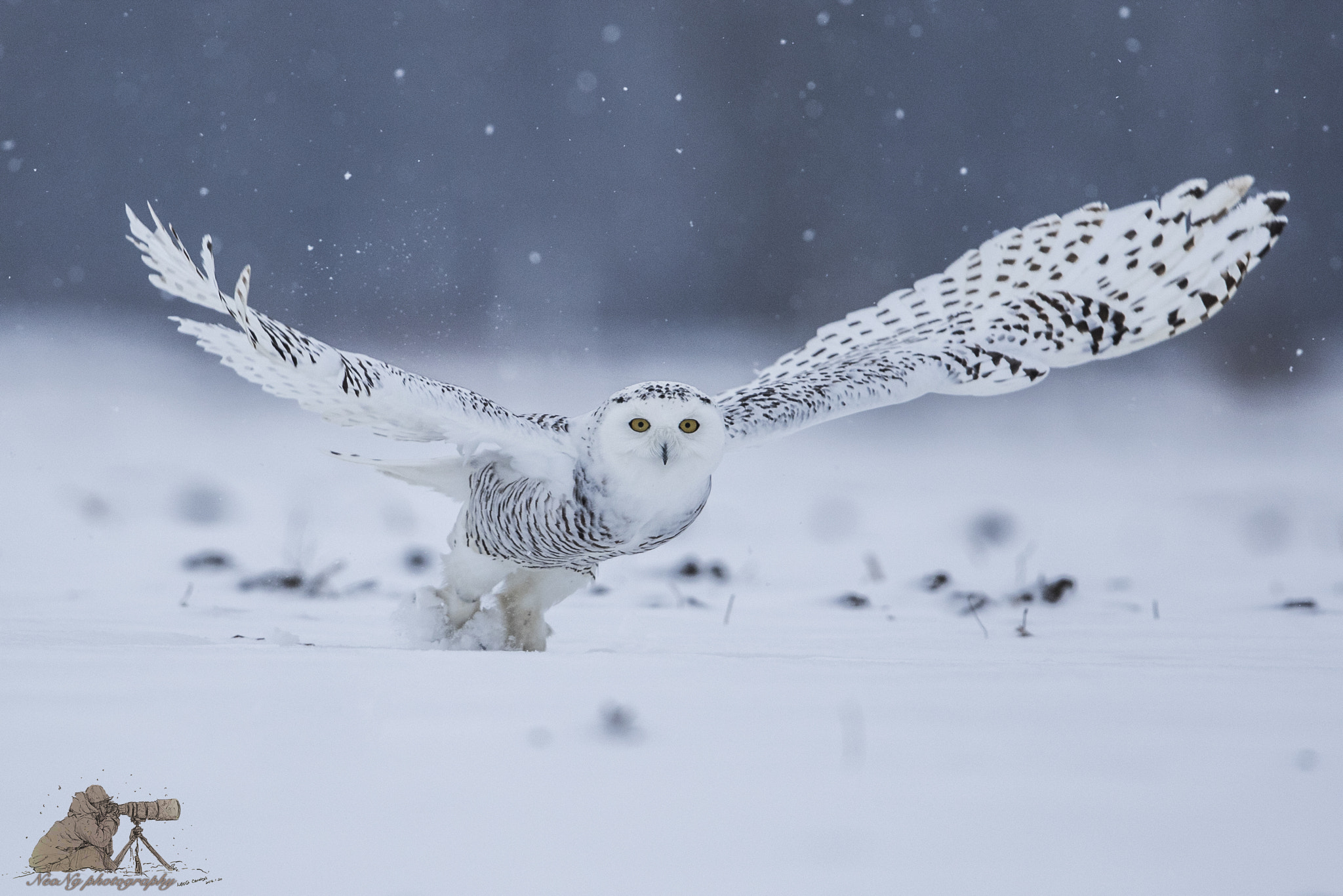 Canon EF 600mm F4L IS II USM sample photo. Neol photography