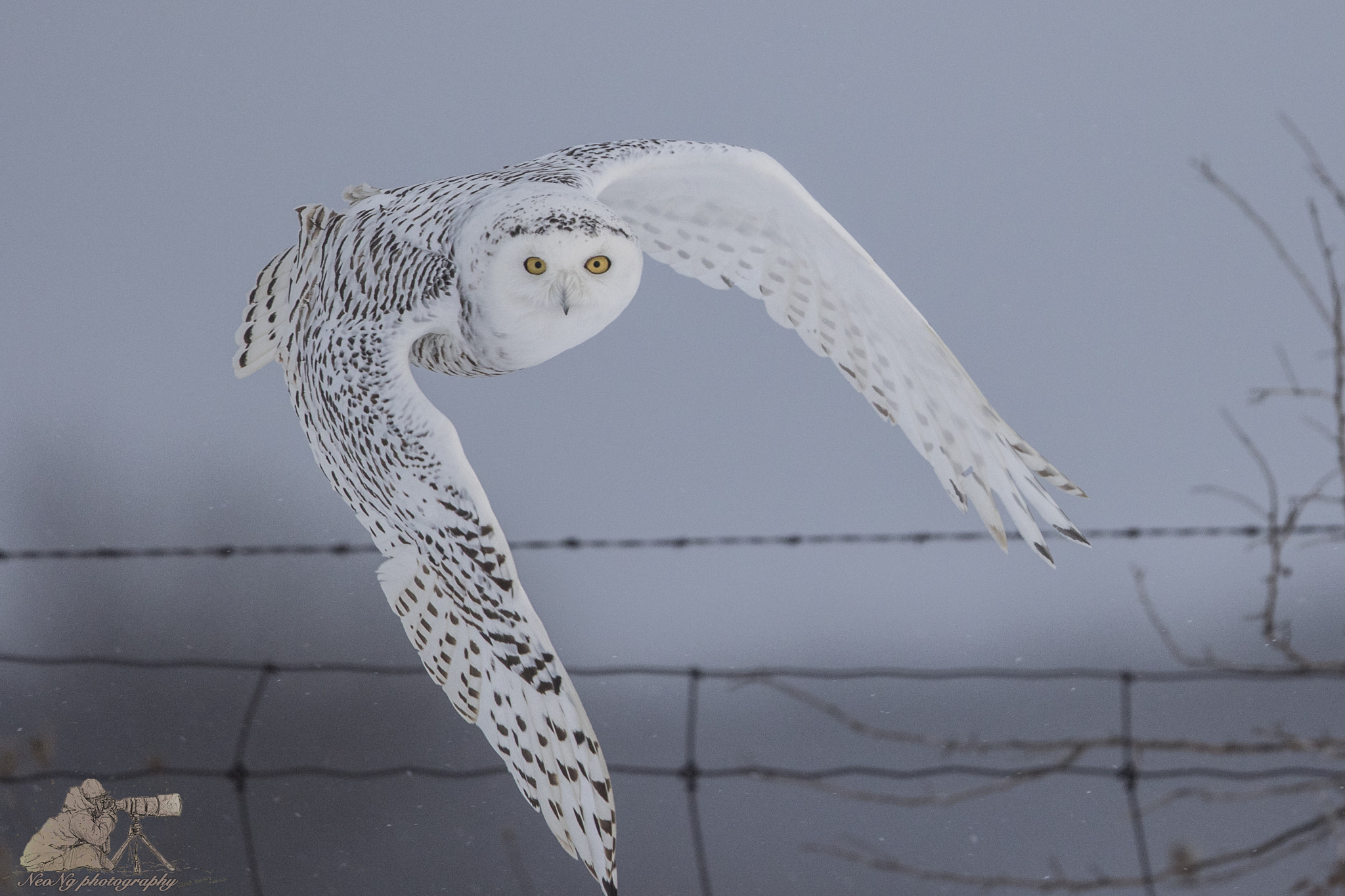 Canon EF 600mm F4L IS II USM sample photo. Neol photography