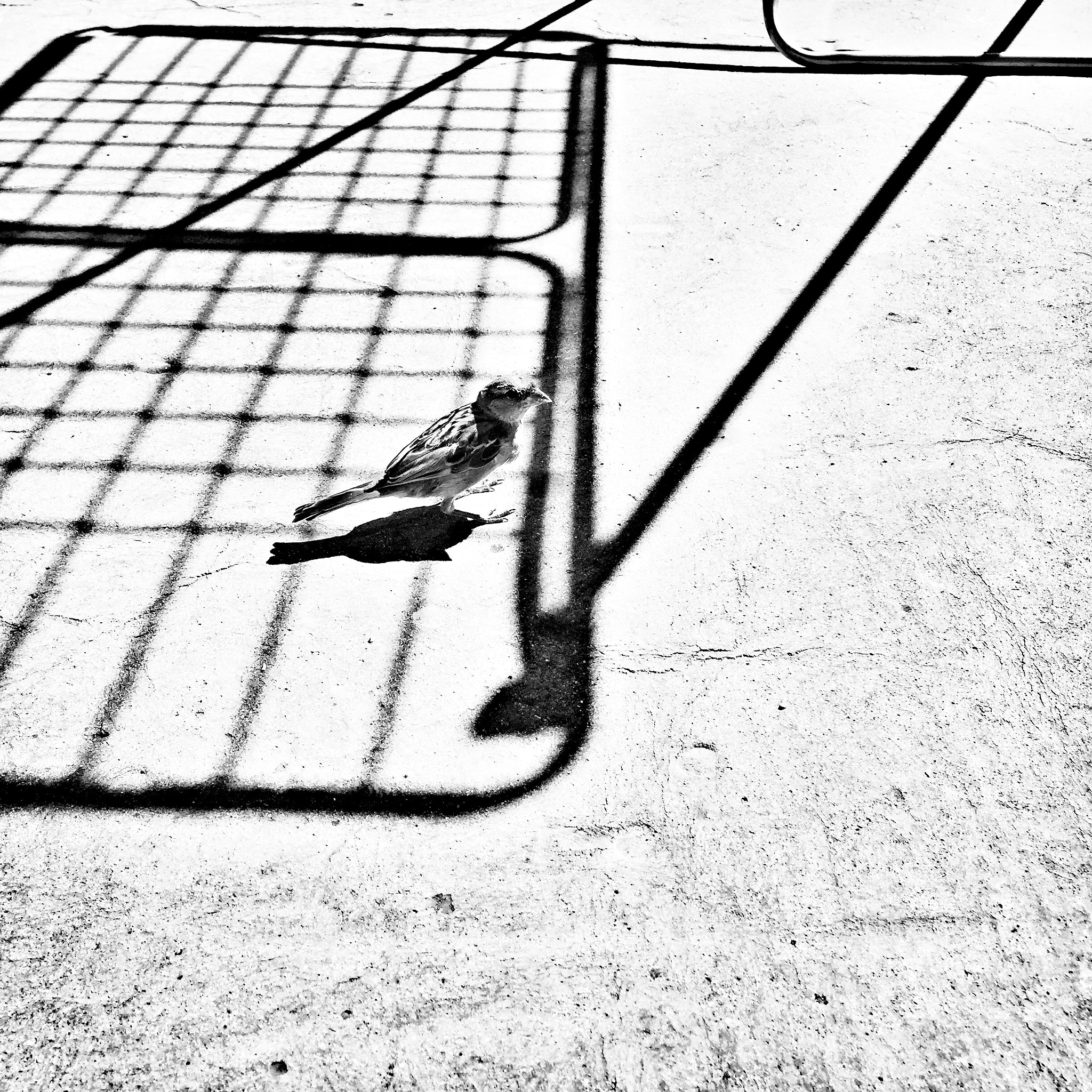 Hipstamatic 314 sample photo. Pidgey photography