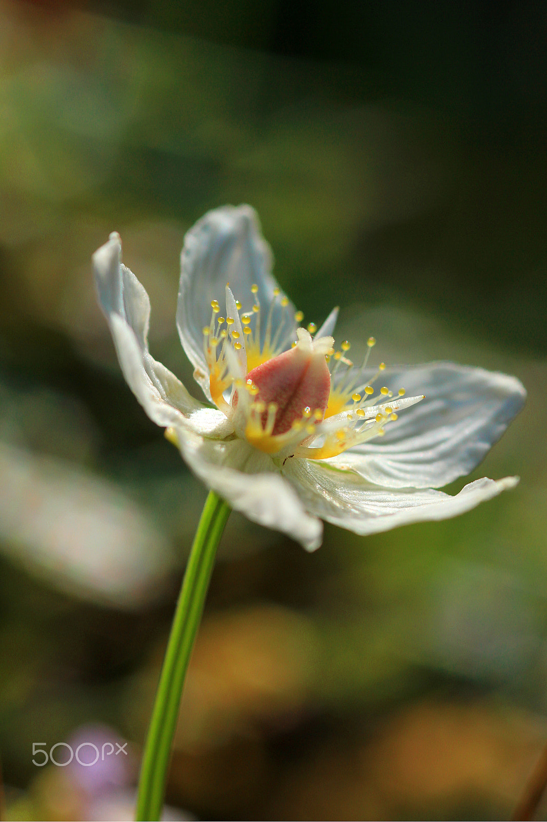 Canon EOS 550D (EOS Rebel T2i / EOS Kiss X4) + Sigma 105mm F2.8 EX DG Macro sample photo. In the sunlight photography