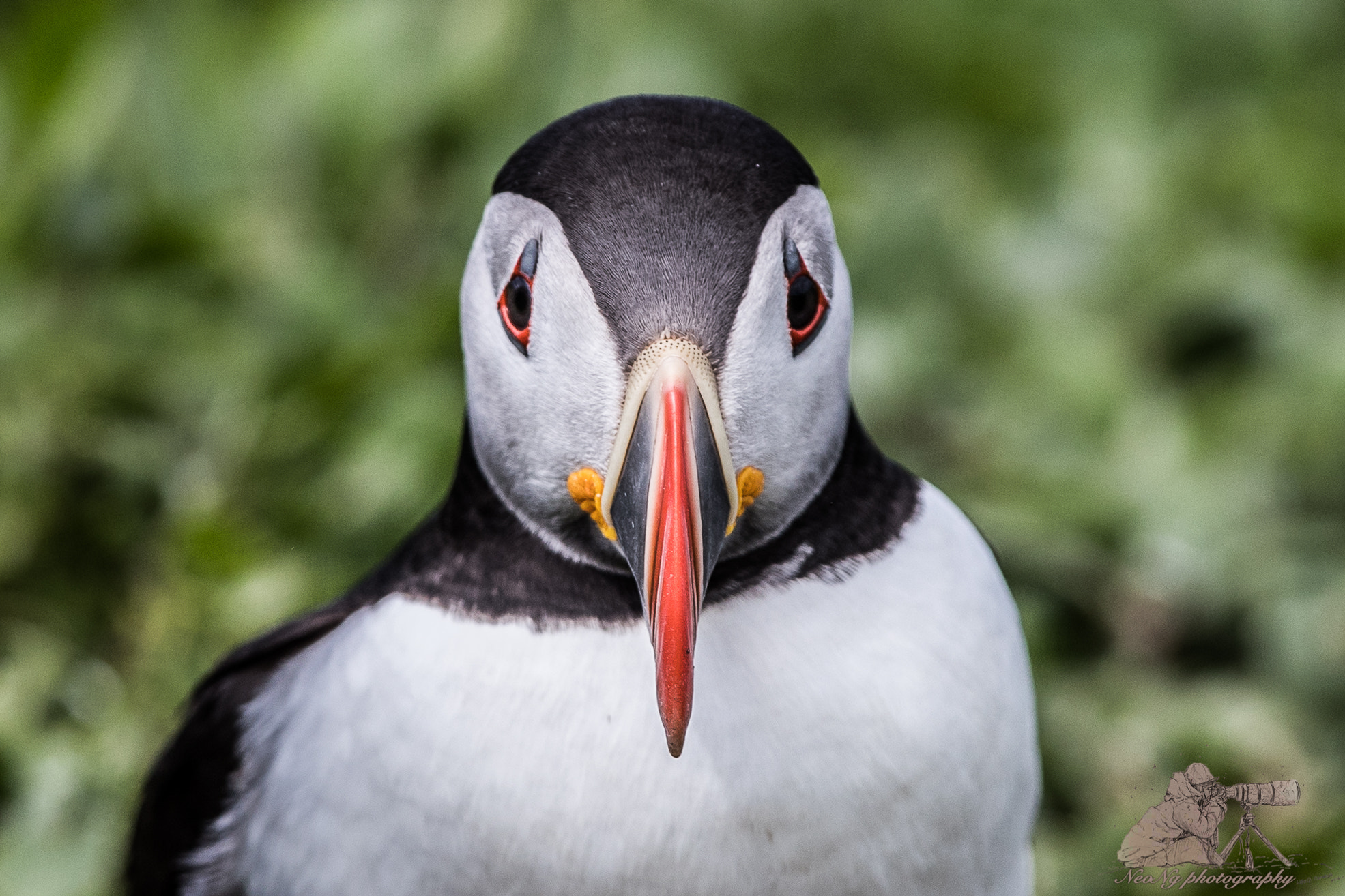 Canon EF 300mm F2.8L IS II USM sample photo. Neo_1837-2.jpg photography