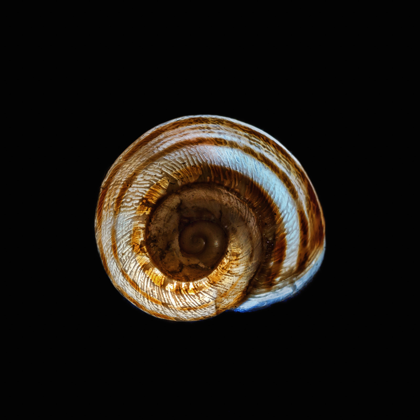 Canon EOS 70D + Canon EF 50mm F2.5 Macro sample photo. Golden ratio... photography
