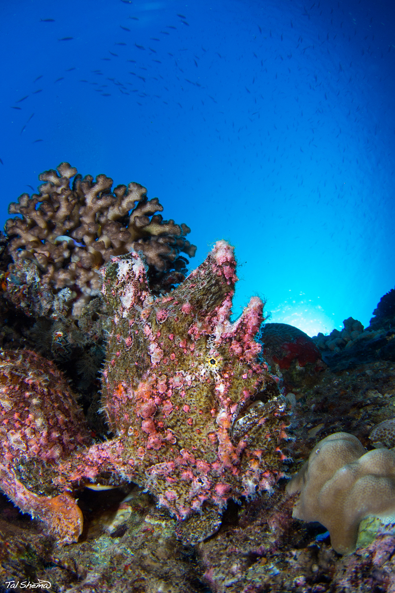 Canon EOS 650D (EOS Rebel T4i / EOS Kiss X6i) sample photo. Frog fish photography