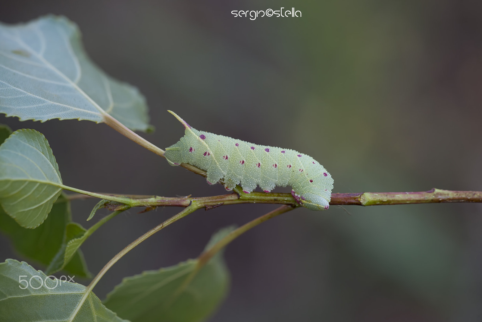 Sigma 150mm F2.8 EX DG Macro HSM sample photo. Laothoe populi due___ photography
