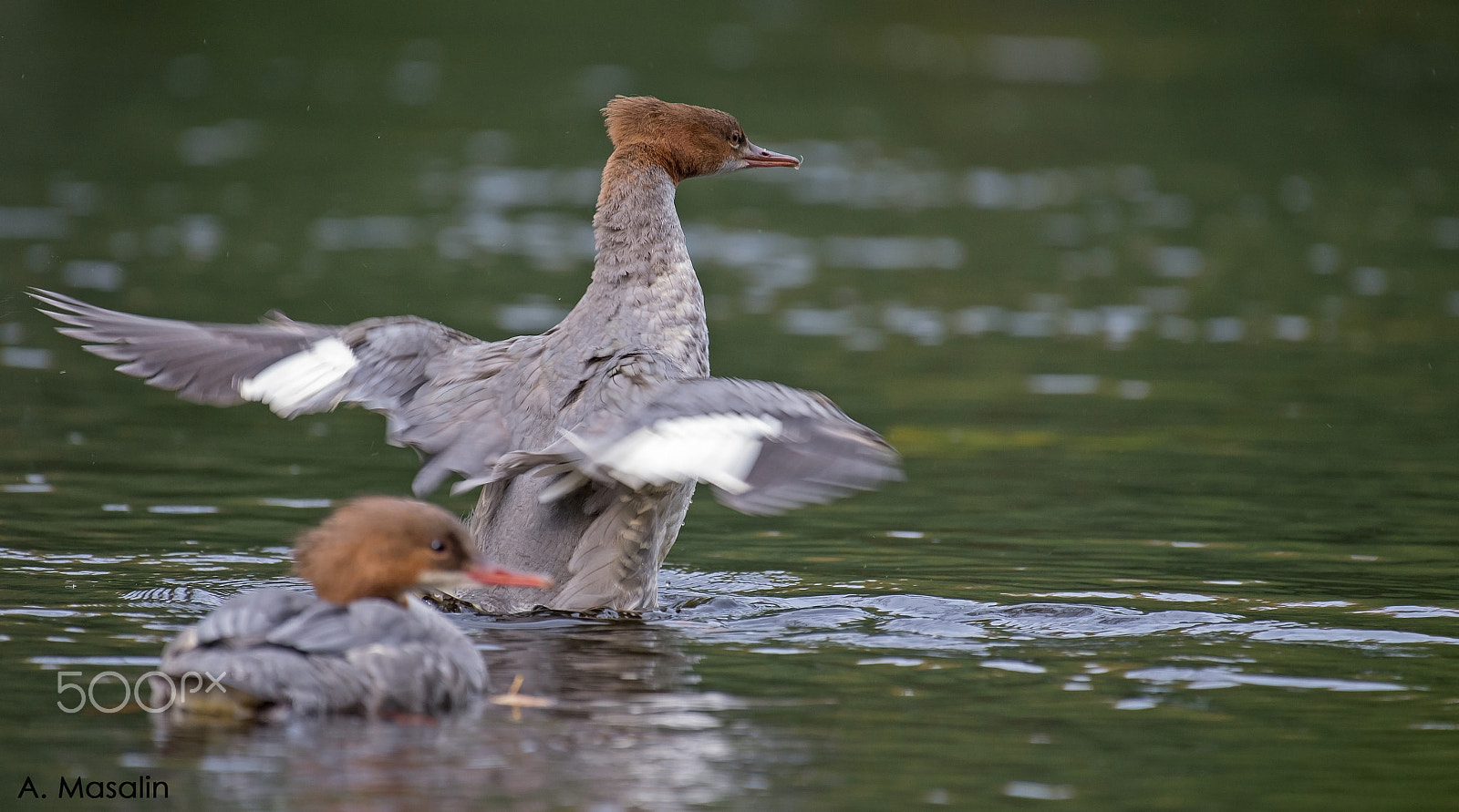 Nikon AF-S Nikkor 200-500mm F5.6E ED VR sample photo. Goosander photography