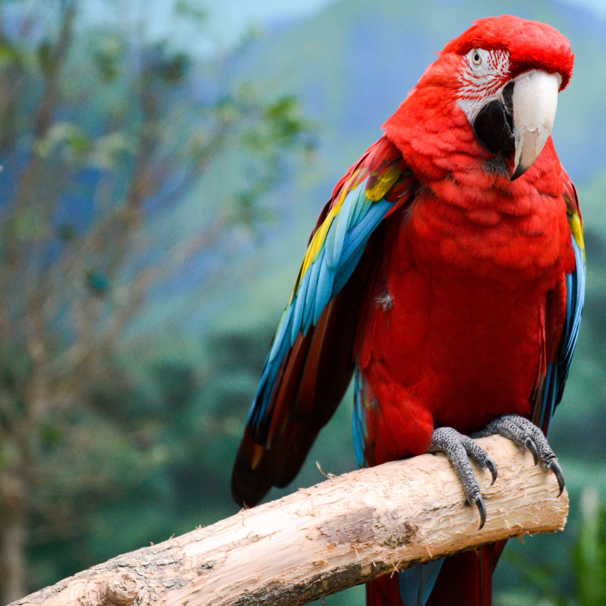Sigma 17-70mm F2.8-4 DC Macro OS HSM | C sample photo. The parrot photography