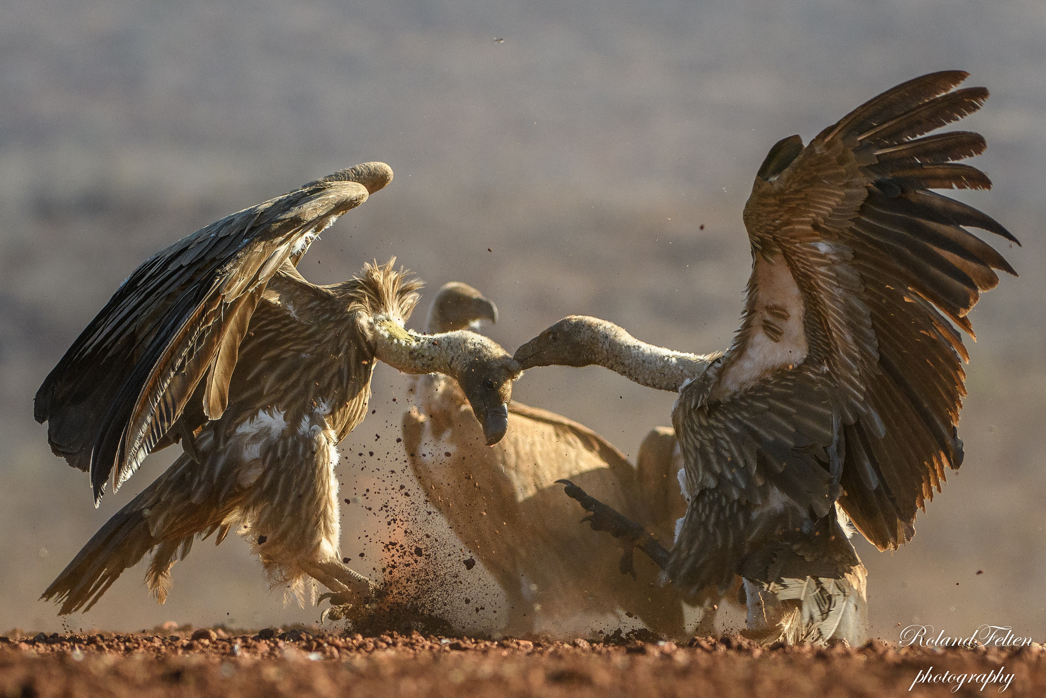 Nikon AF-S Nikkor 200-400mm F4G ED-IF VR sample photo. Vultures fight photography
