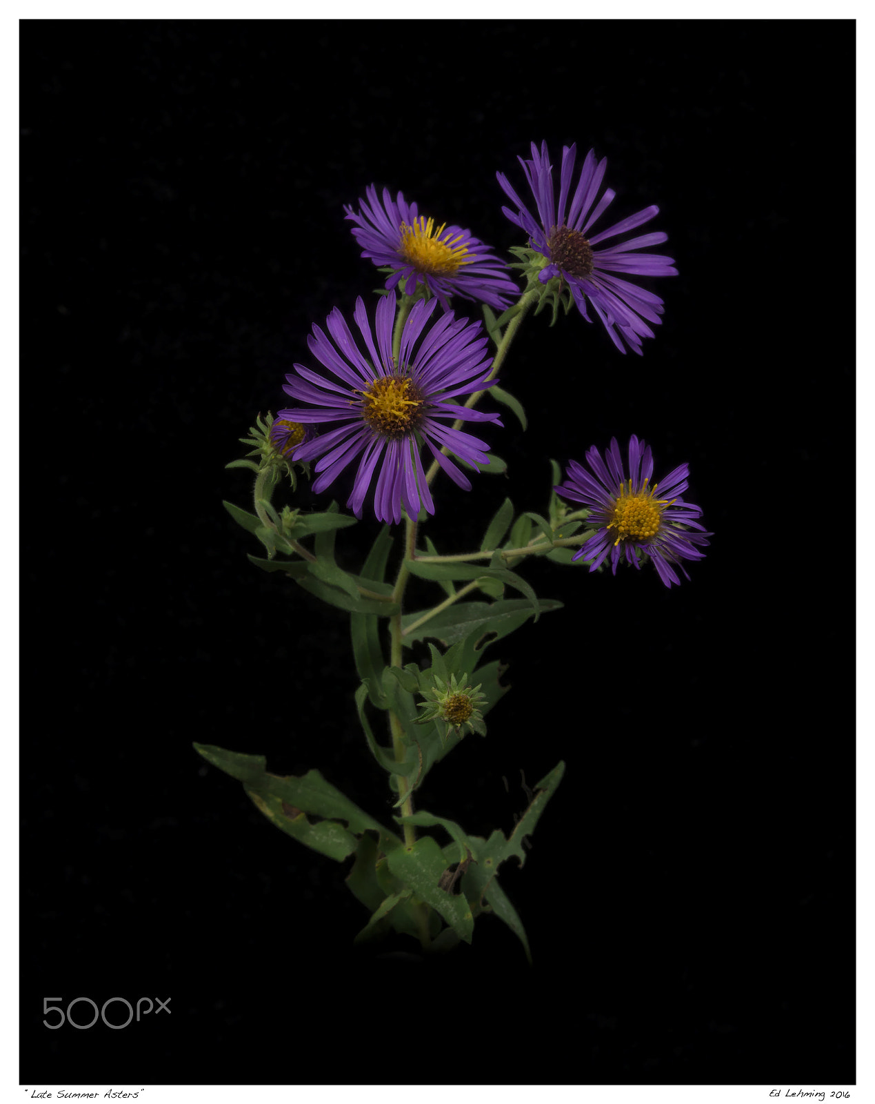 Tamron SP 70-200mm F2.8 Di VC USD sample photo. Late summer asters photography