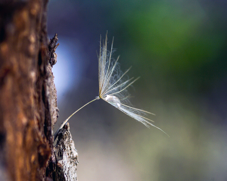 Pentax K20D sample photo. Spring photography