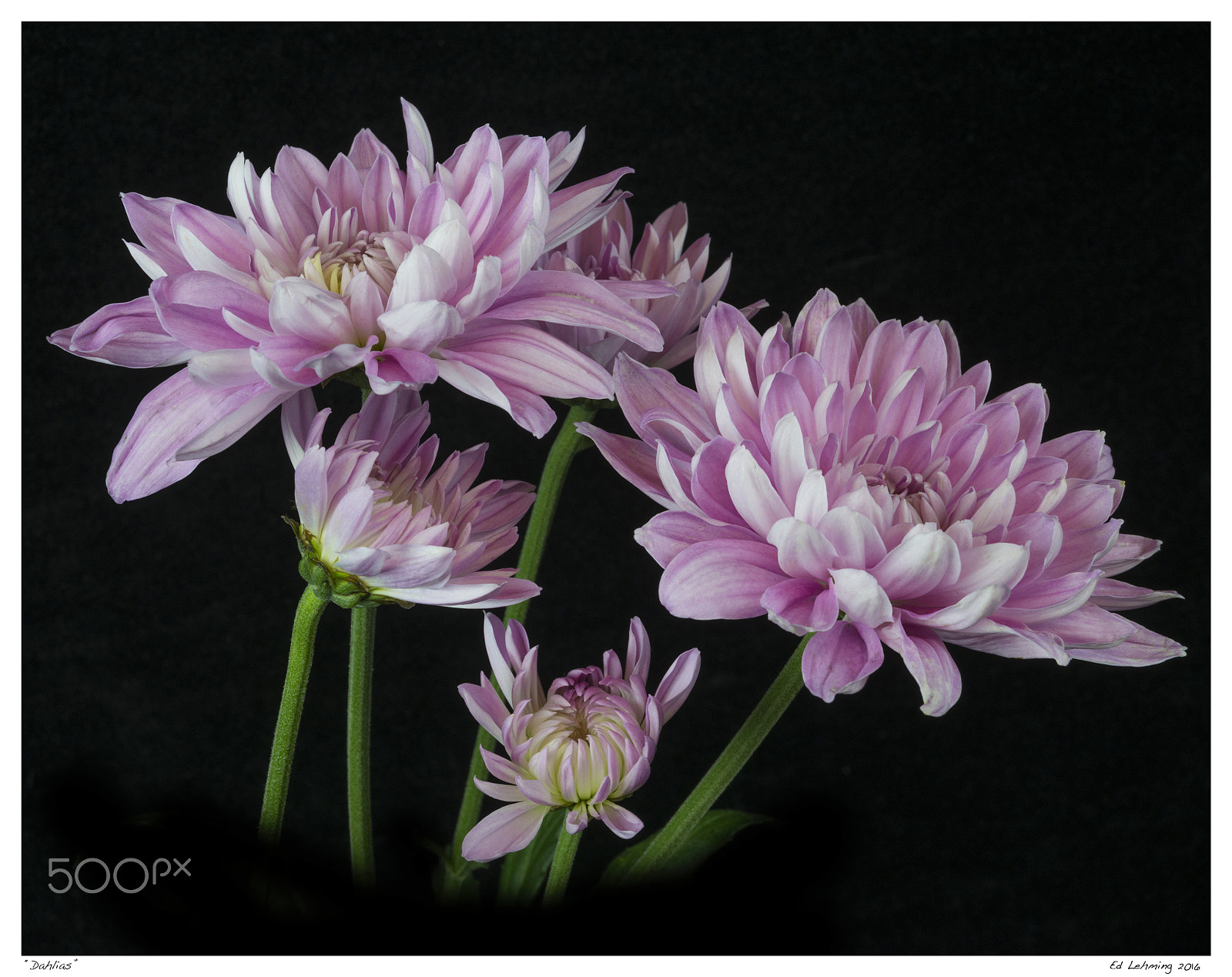 AF Zoom-Nikkor 28-70mm f/3.5-4.5D sample photo. "dahlias" photography