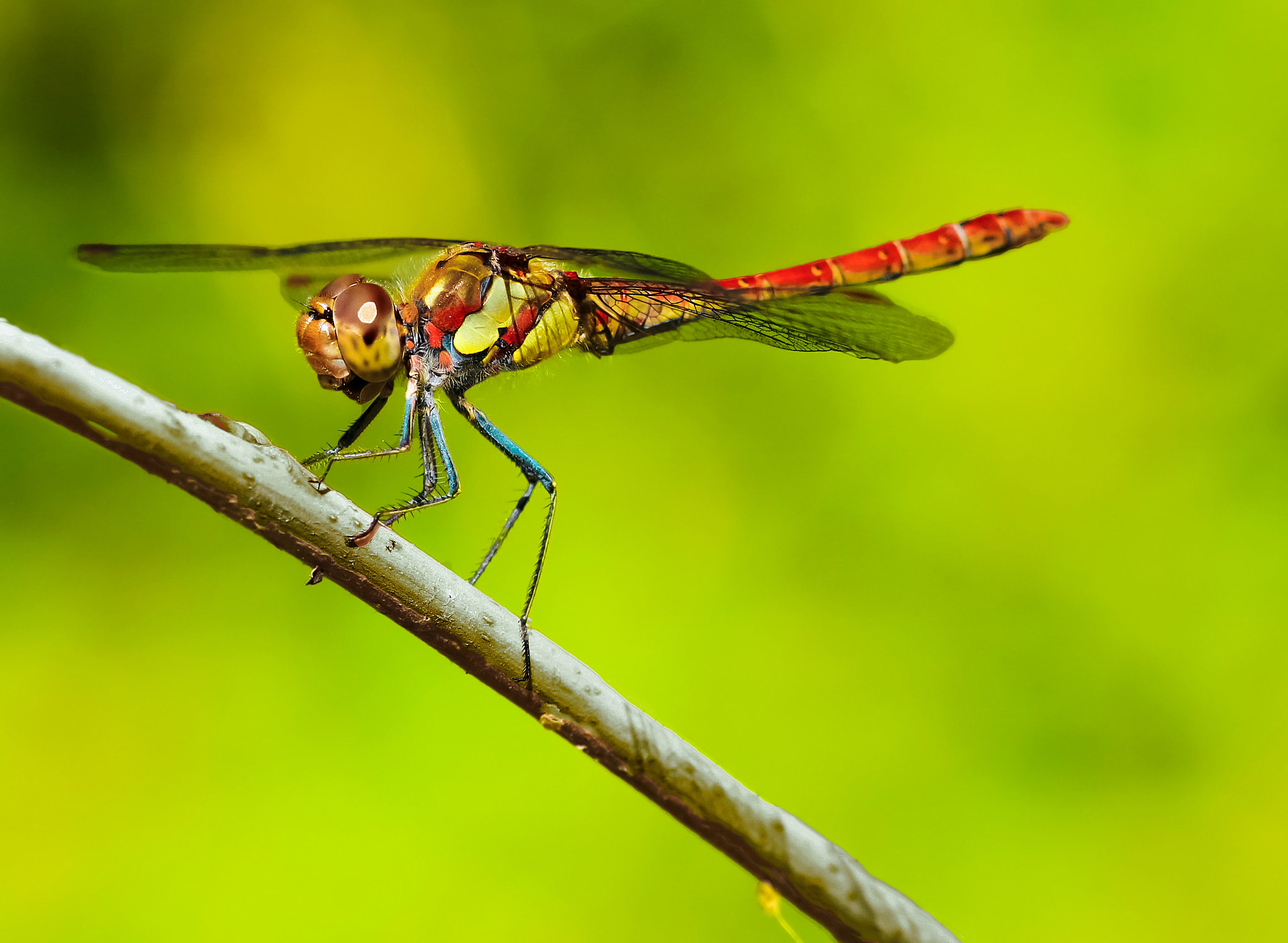 Sigma 105mm F2.8 EX DG OS HSM sample photo. One moment in time photography