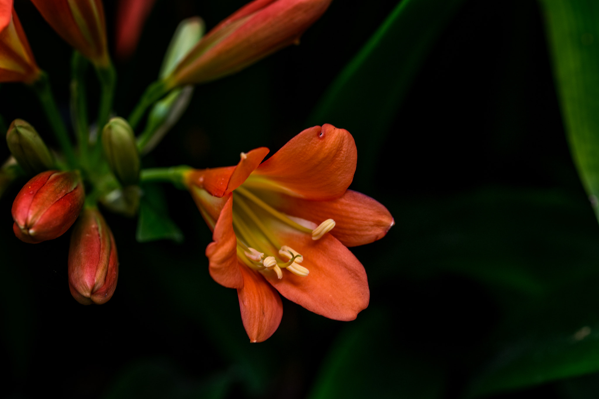 Nikon D600 sample photo. Beauty in nature photography