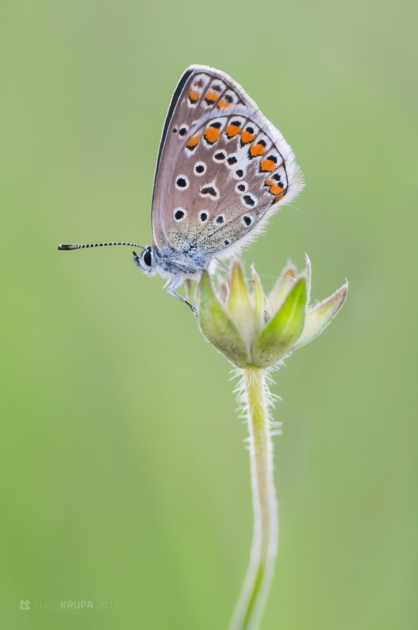 Pentax K-r sample photo. Polyommatus icarus photography